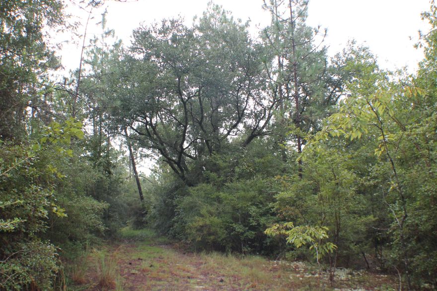 Location, Paved Road, Big Timber! Prime Baker! This little piece of heaven is just northeast of Baker and adjoins the Northwest Florida Water Management area! This means no neighbors for 700 plus acres to the East all the way to the Yellow River! Bring your barn and house plans! Enjoy the paved road frontage and utilities availability just a few minutes to Baker! The whitest beaches in the world are just down the road in Destin! The I-10 corridor connects you quickly East- West between Pensacola and Tallahassee! Crestview, Eglin Air Force Base, Duke Field, and the Army 7th compound is just a skip and a jump.Check out the Turkeys and the Whitetail deer today! Additional 113 AC also available!!