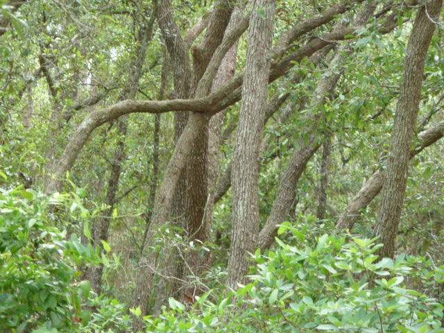 POWELLS UNREC - Land