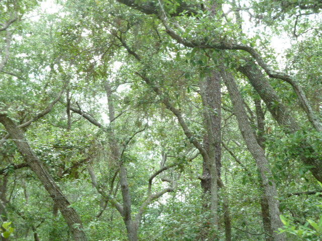 POWELLS UNREC - Land