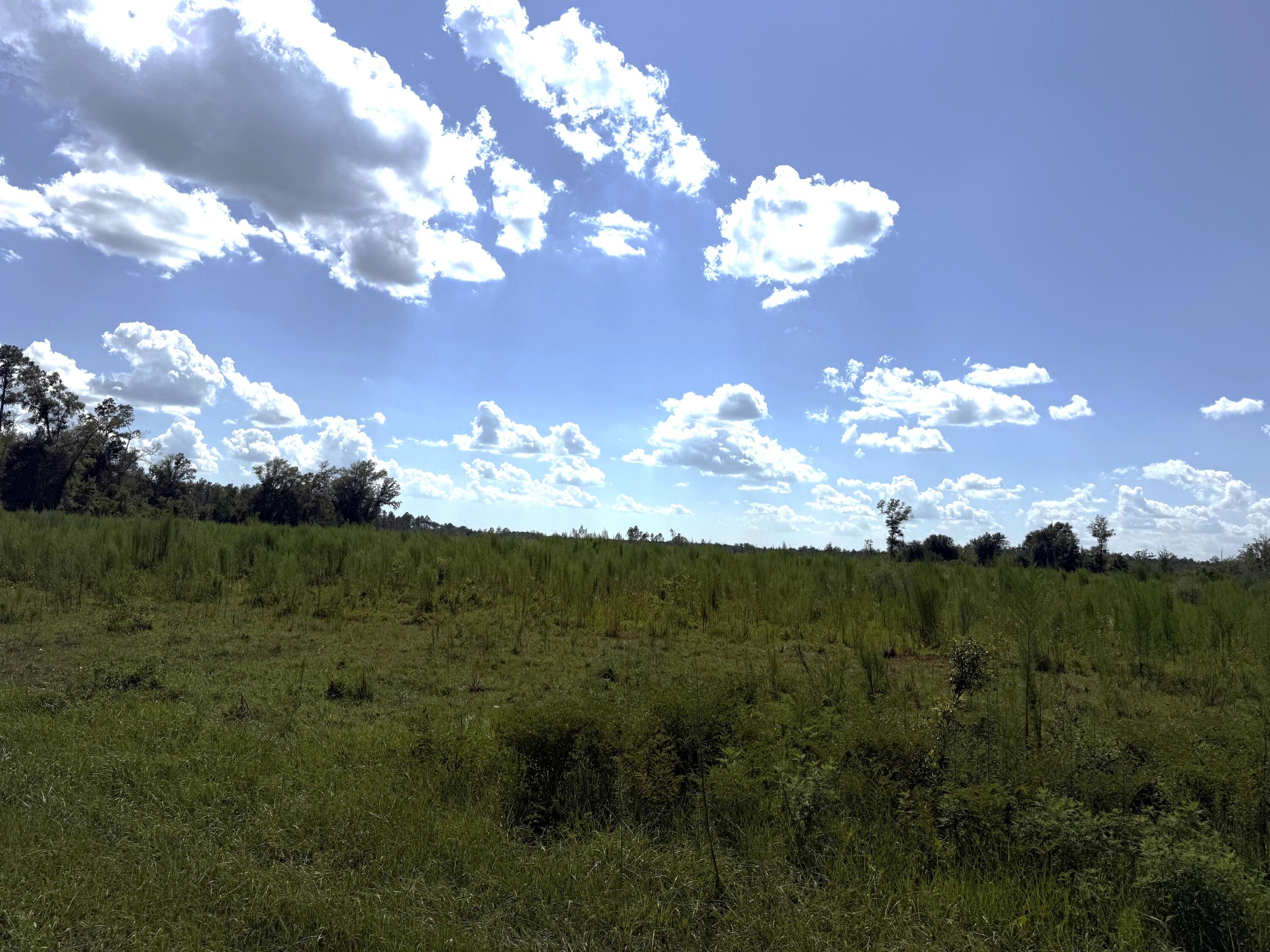 Nearly 3 acres just 2 miles south of Wewahitchka with many possibilities. City water is adjacent to the property and other parcels are available as well. A rare opportunity to have substantial acreage at a great price near the city.