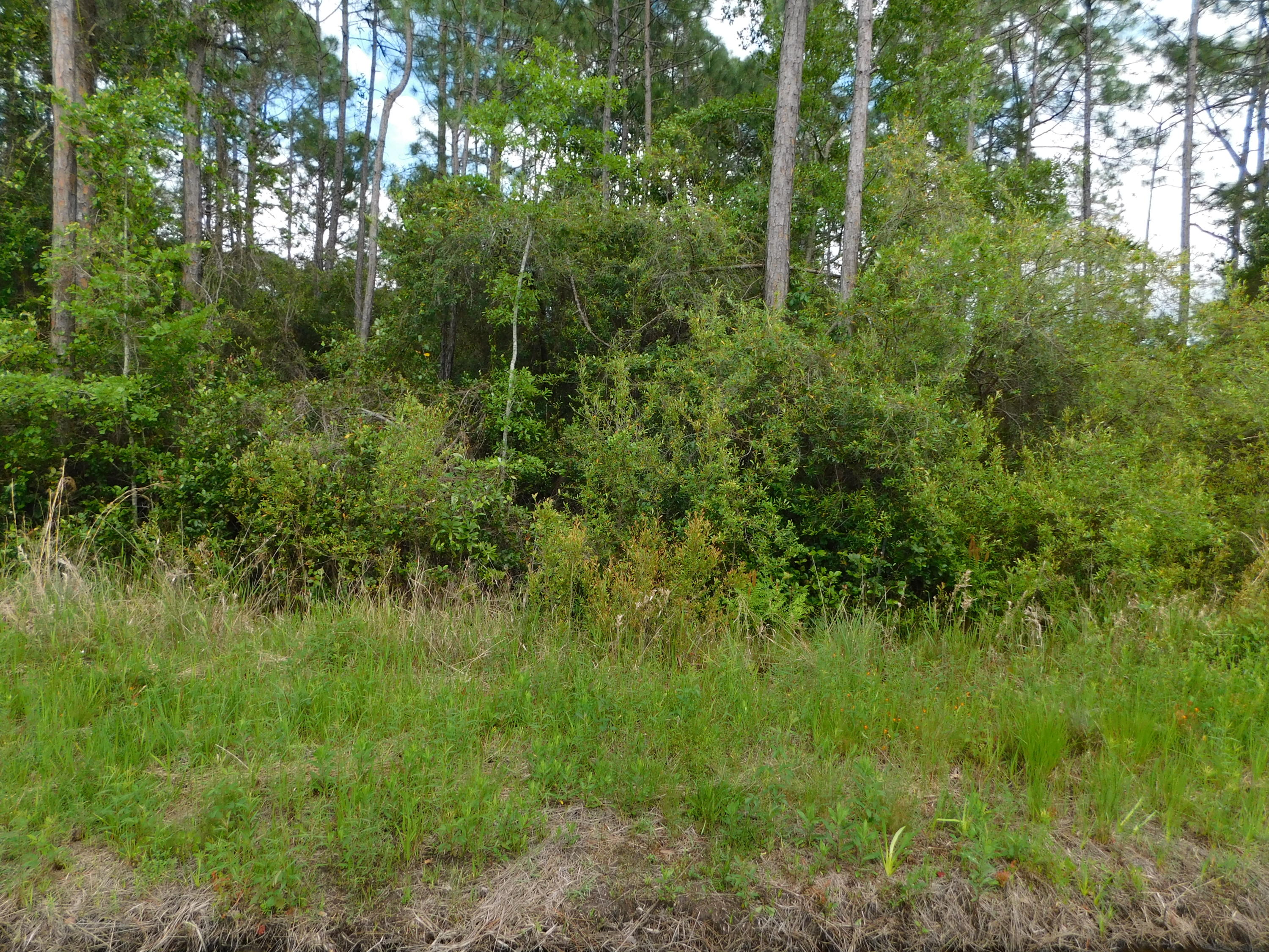 Live Oak and Old Town of Santa Rosa - Land