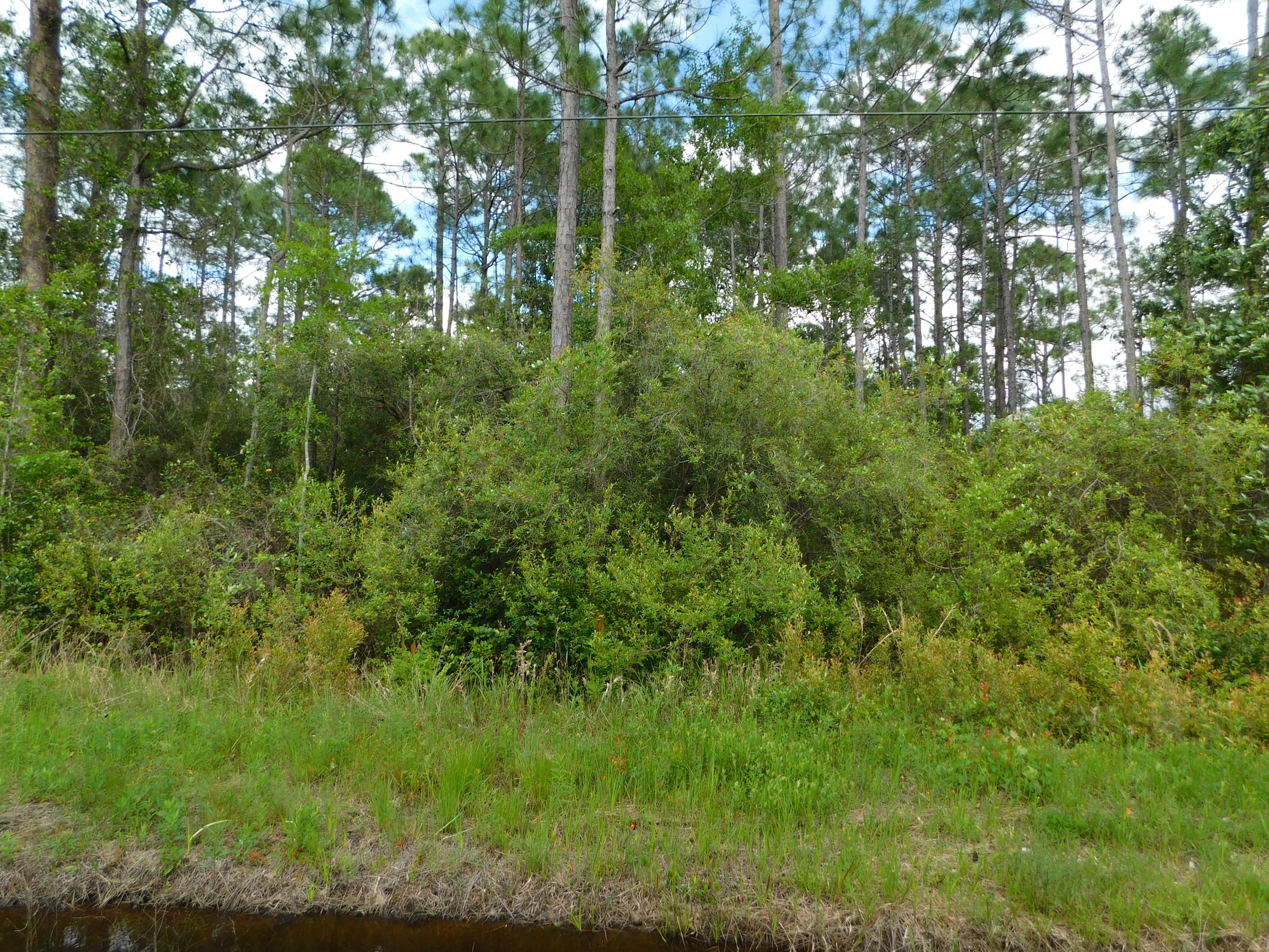 Live Oak and Old Town of Santa Rosa - Land