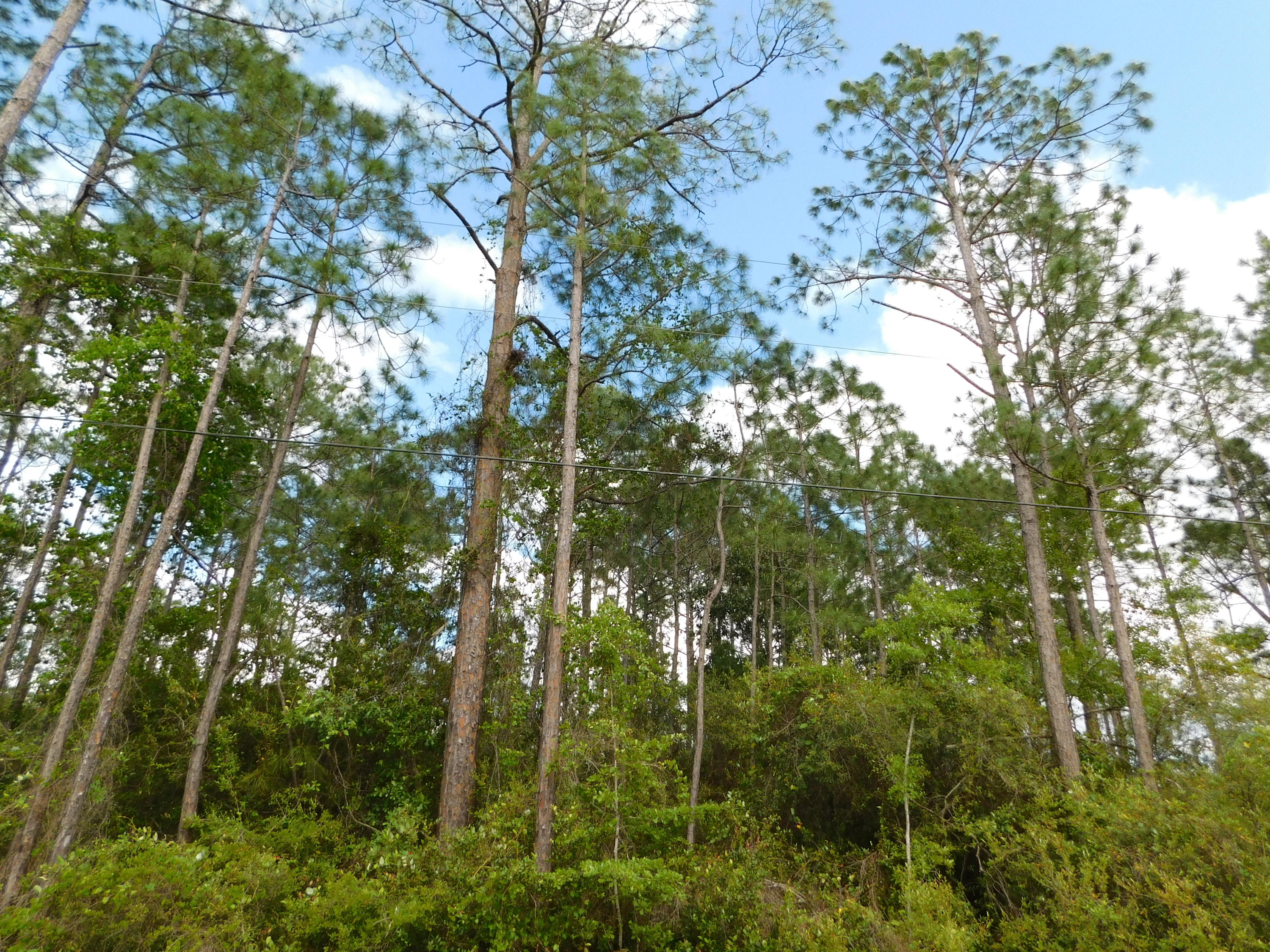 Live Oak and Old Town of Santa Rosa - Land