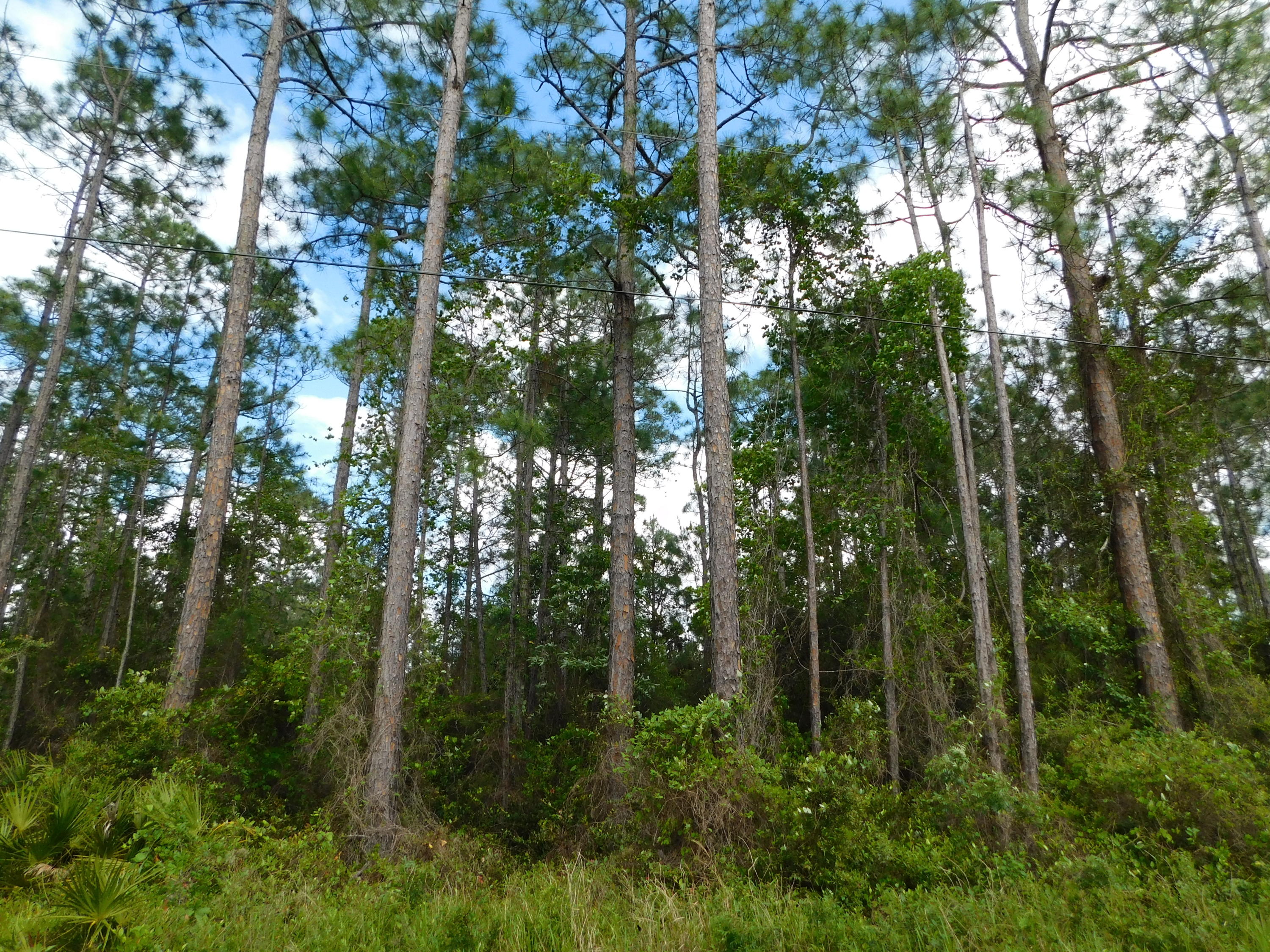 Live Oak and Old Town of Santa Rosa - Land