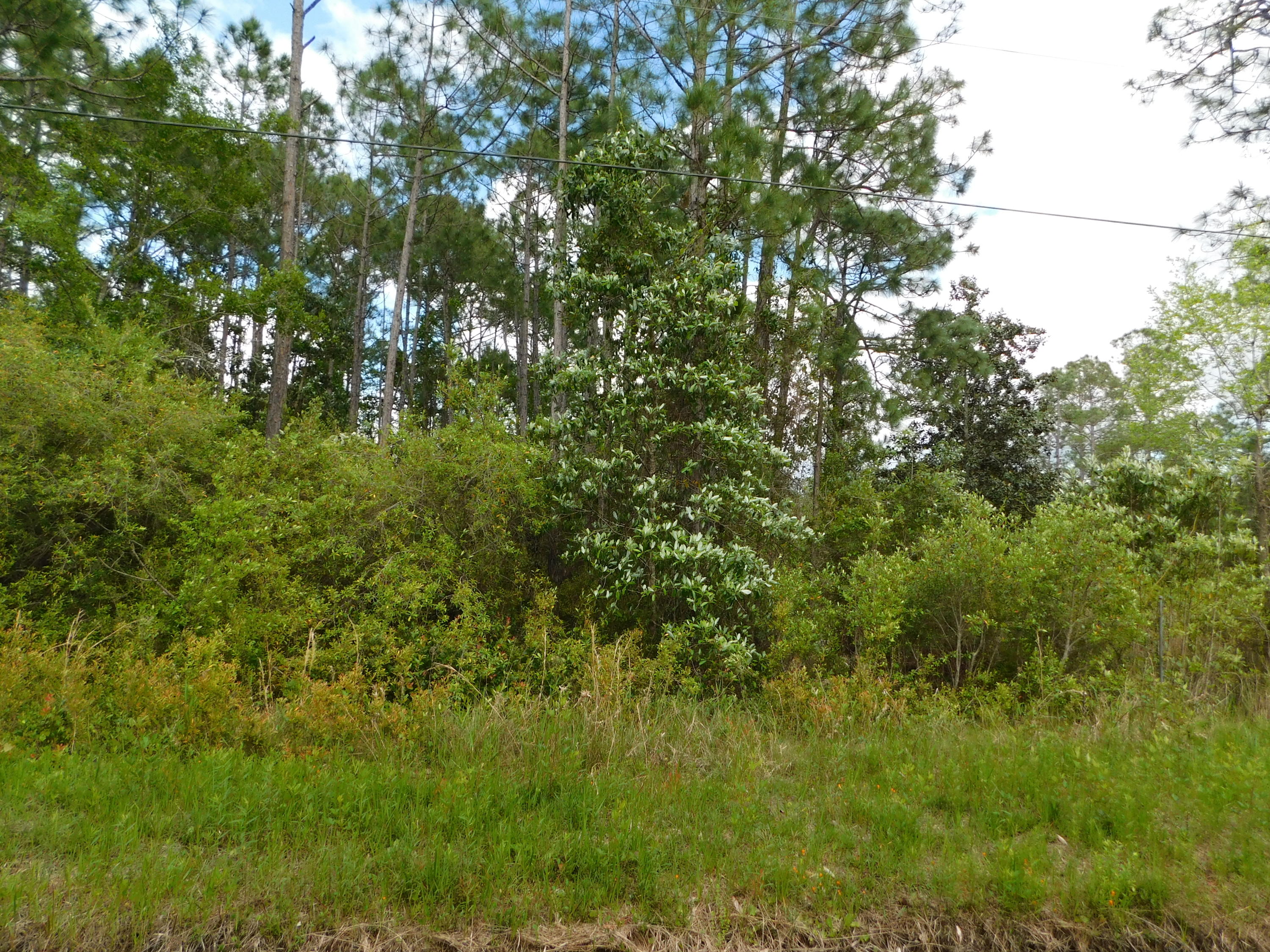 Live Oak and Old Town of Santa Rosa - Land