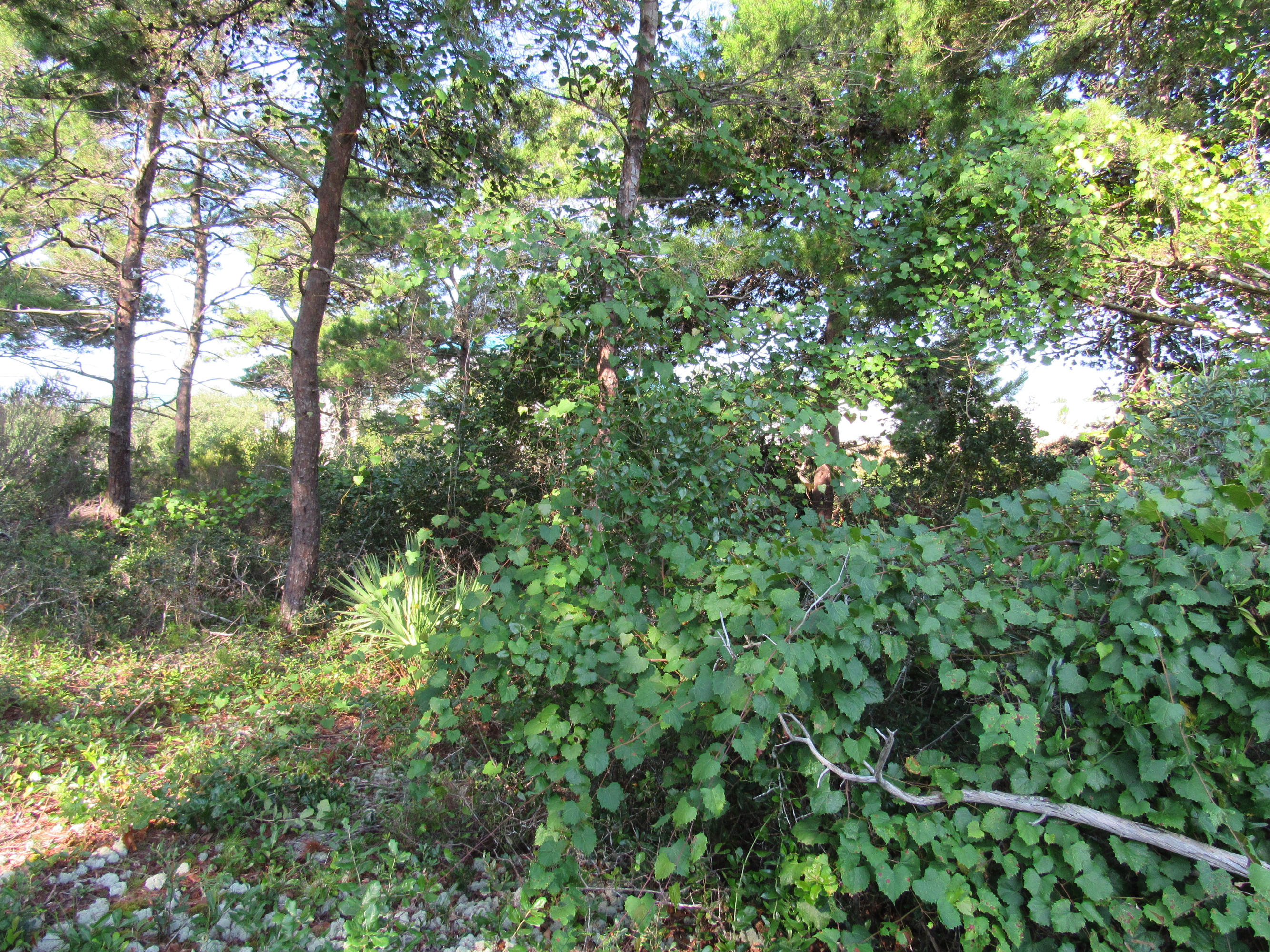 Ventana Dunes - Land