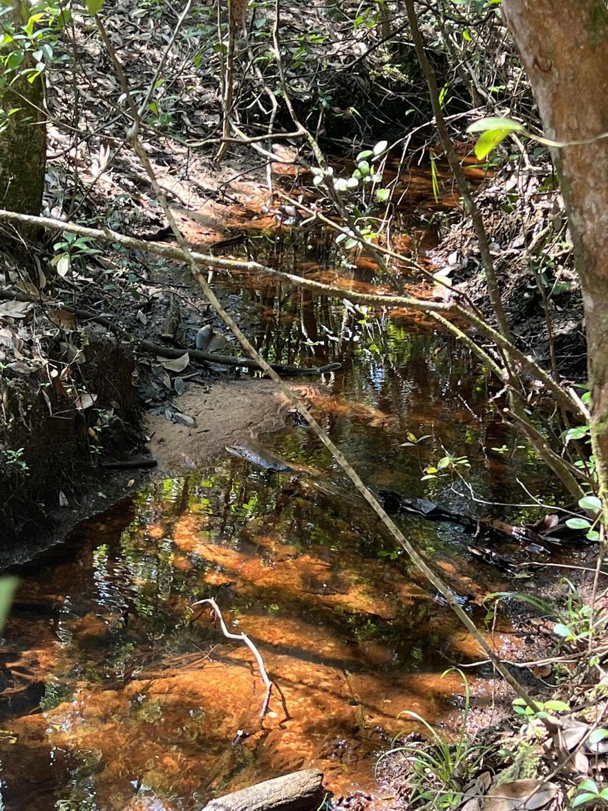 Back on the Market At No Fault Of The Seller....If you are looking for a great spot to build your dream home or mini ranch, look no further. This parcel is approximately 11 Acres +- to be split from the original parcel. The parcel consist of mature merchantable timber that has recently been thinned so that you can see the beauty that this property affords. Electric, Water, and Phone Utilities available at the road. Property will require a septic tank. All information is believed to be accurate. However, buyer to verify any information deemed important.