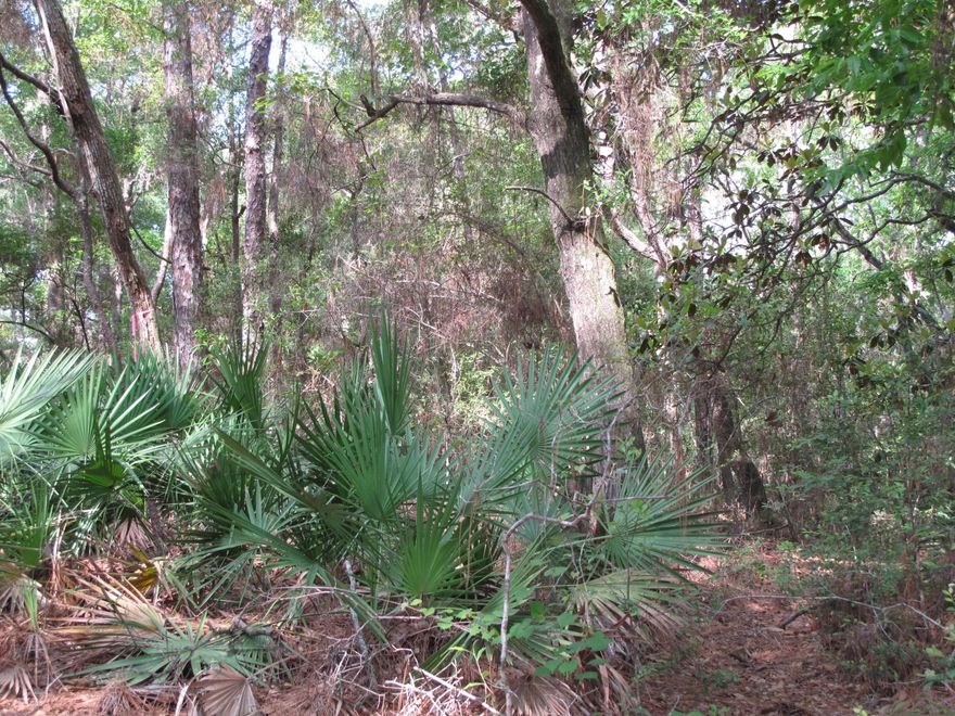 Deer Moss Creek is Niceville's newest community with beautiful wooded lots tucked into the first portion of 1100 acres. Annexed into the City of Niceville, this mixed-use community plans to include single-family, multi-family, commercial, a village center and a light industrial area. Phase 1 is named Hartfield and has ninety-eight single-family lots ranging from .11 acres to .38 acres. A paved trail system is planned to run along the path of the creek that runs the length of Deer Moss Creek, north to south. The Phase 1 portion of the trail is complete and there is also a park in the center of Hartfield. As future phases develop, there will be other amenities such as pools, community center, other parks, etc. A bike path is planned for both sides of Deer Moss Loop.