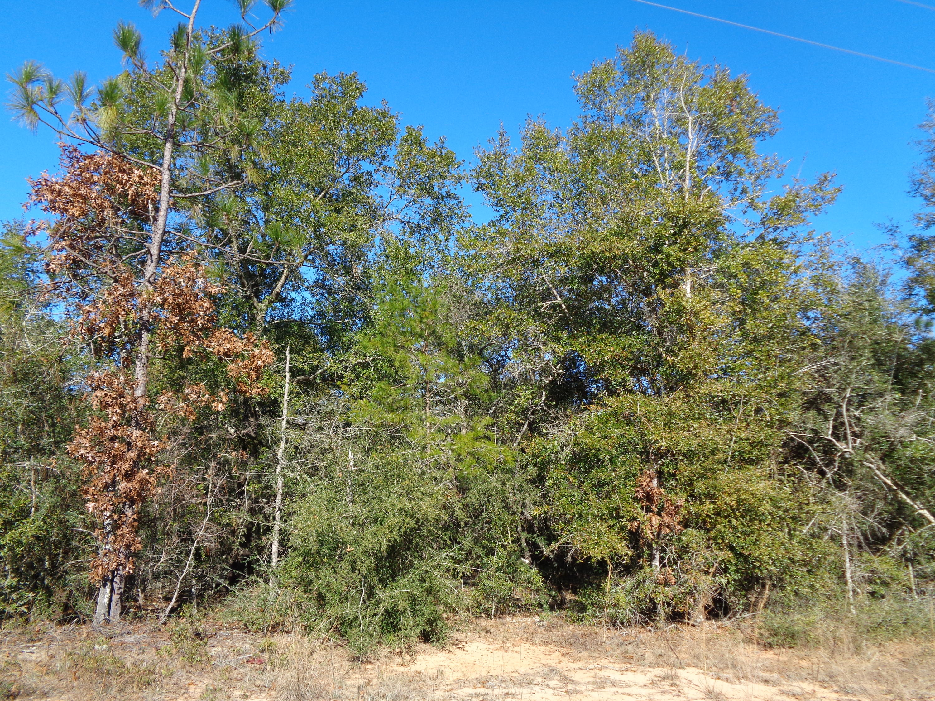LOCATED IN GROWING MOSSY HEAD THIS 12 PLUS ACRES WILL BE THE PERFECT PLACE TO MAKE HOME. BUILD YOUR DREAM HOME OR MAKE YOU A MINI FARM. MOBILE HOMES ARE ALLOWED. CHELCO POWER RUNS RIGHT IN FRONT OF PROPERTY AS WELL AS MOSSY HEAD WATER. GREAT WOODED PIECE WHICH ALLOWS YOU TO MAKE YOUR OWN PRIVACY BUFFER, LEVEL AND HAS A GREAT MAINTAINED ROAD.