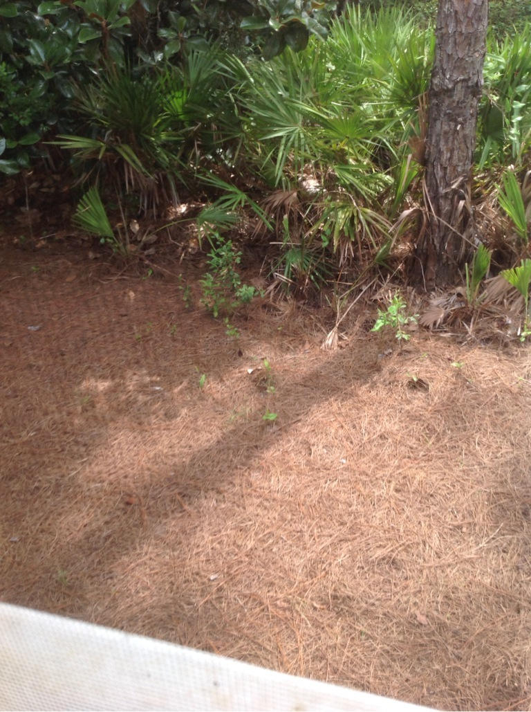 OLD TOWN OF SANTA ROSA BEACH - Residential Lease