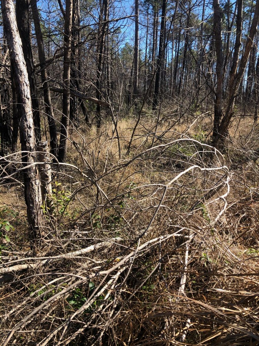 Vacant wooded residential lot in Bon Bay Subdivision located on dead-end street. Lot owners have deeded access to the bay.