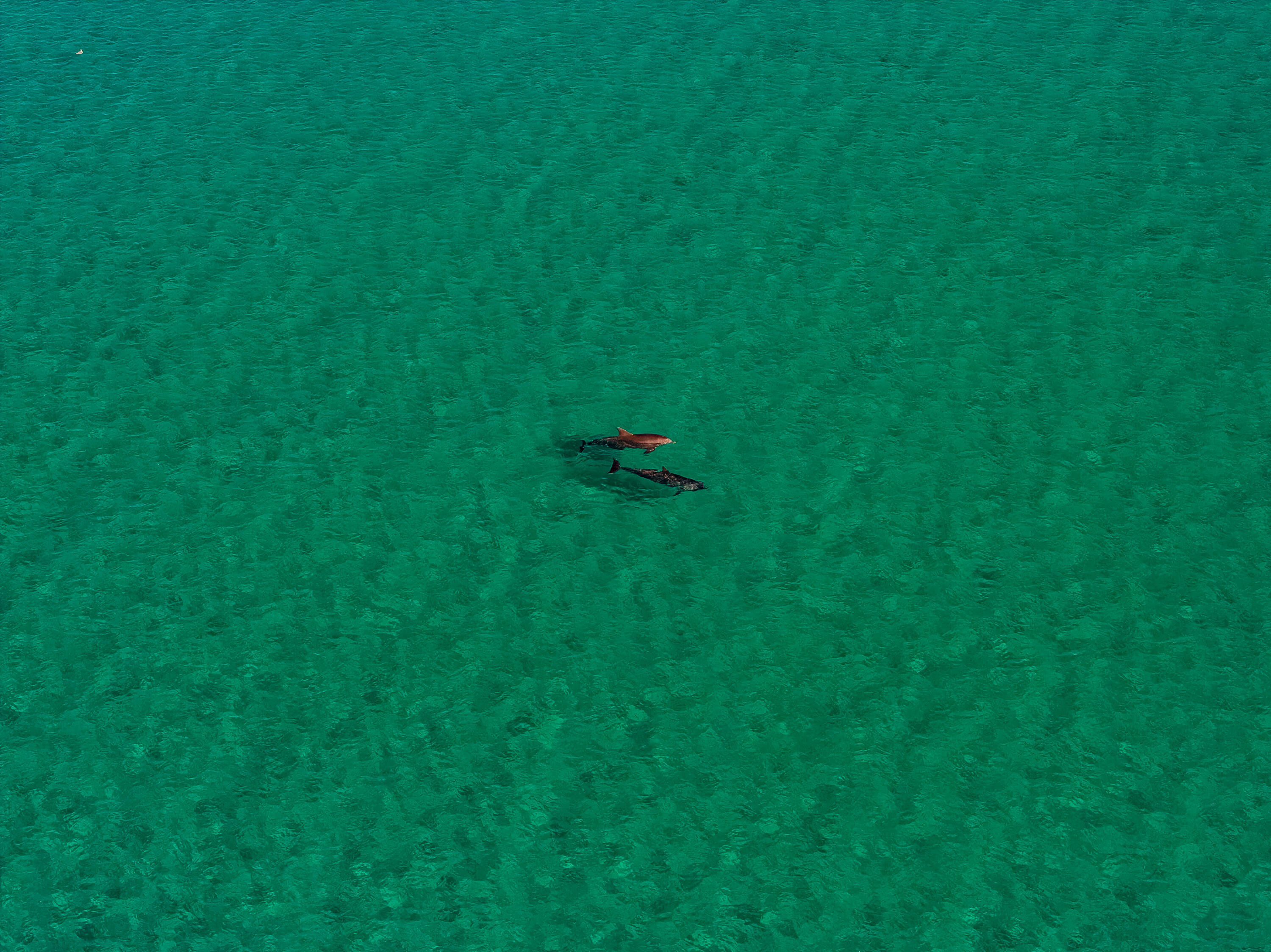 LAUREL GROVE - Residential