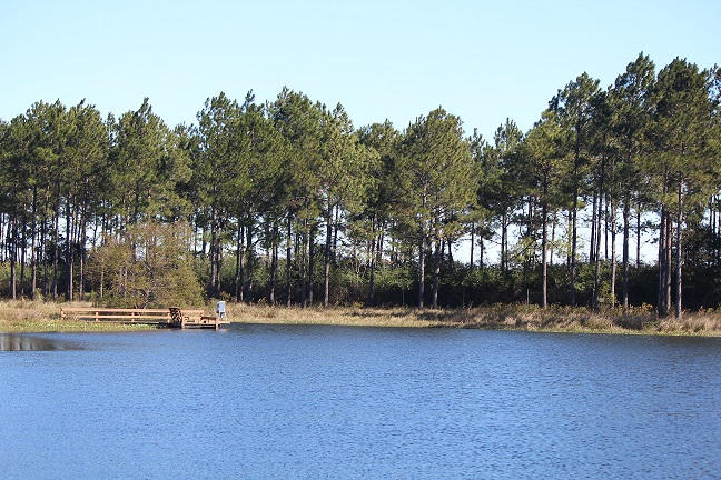 MAGNOLIA RANCH - Farm