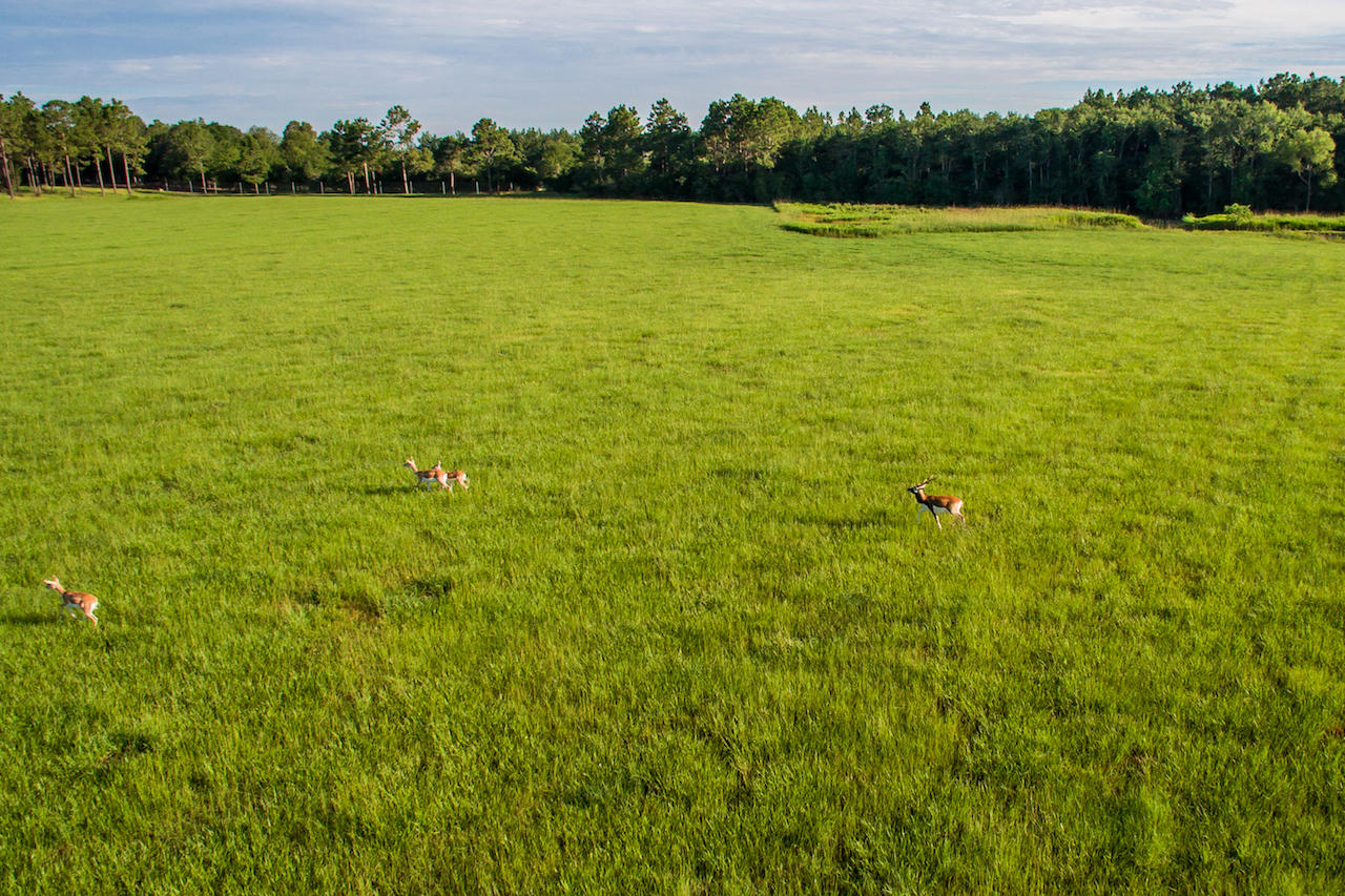MAGNOLIA RANCH - Farm