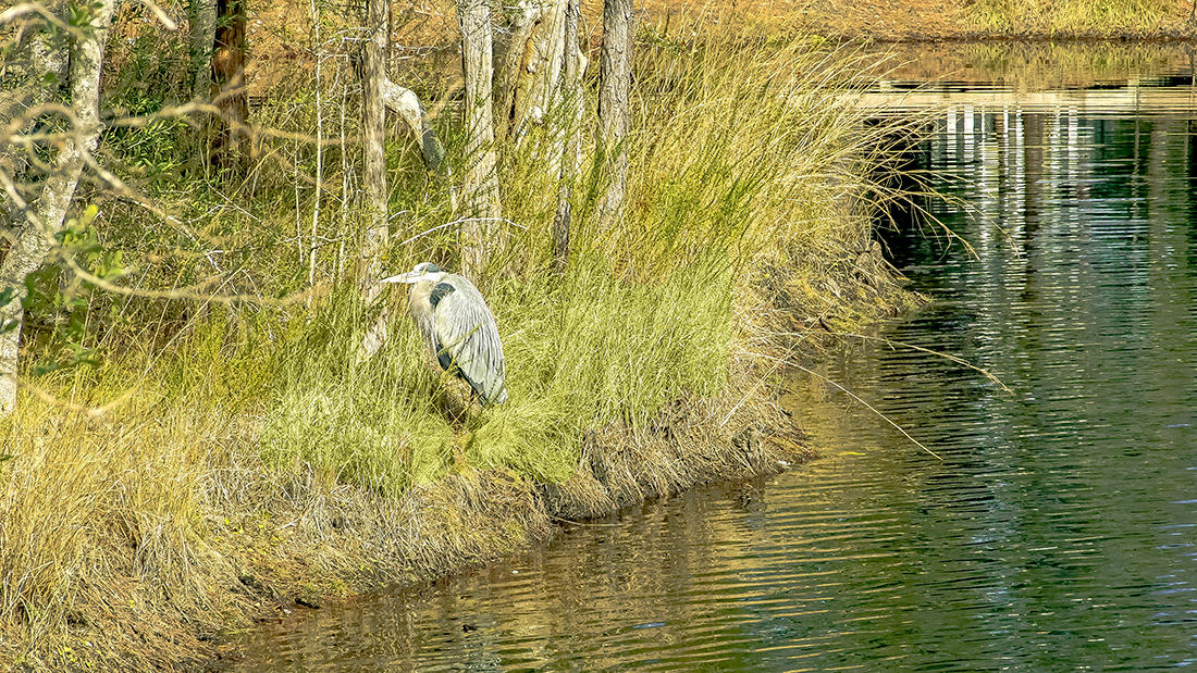 CASSINE GARDENS T/H PH 1 - Residential