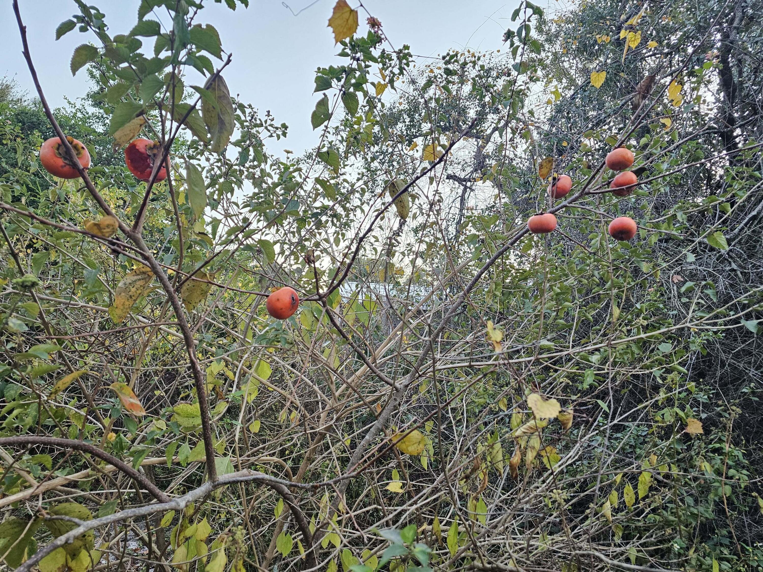 KELL-AIRE GARDENS 1ST ADD - Land