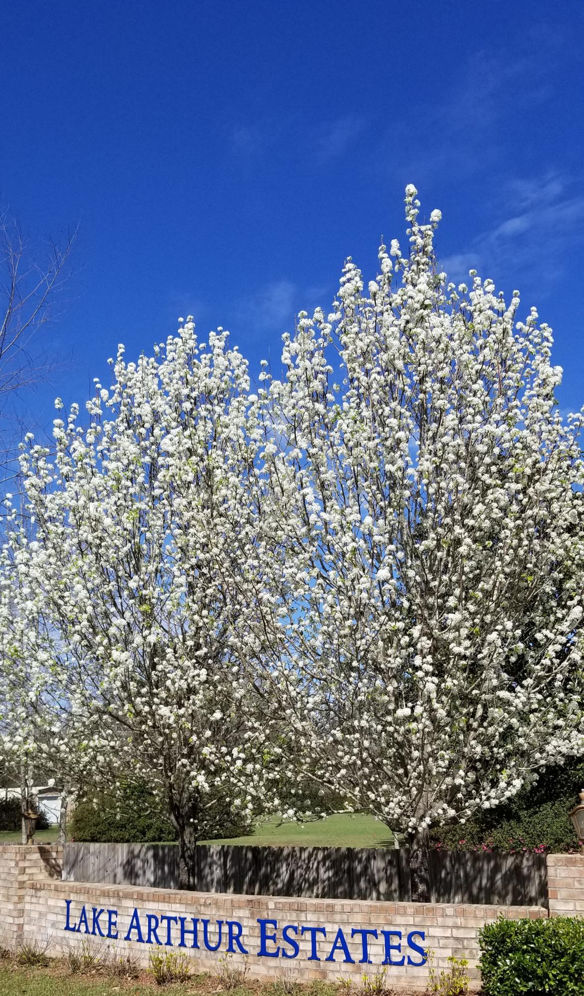 LAKE ARTHUR ESTATES - Residential