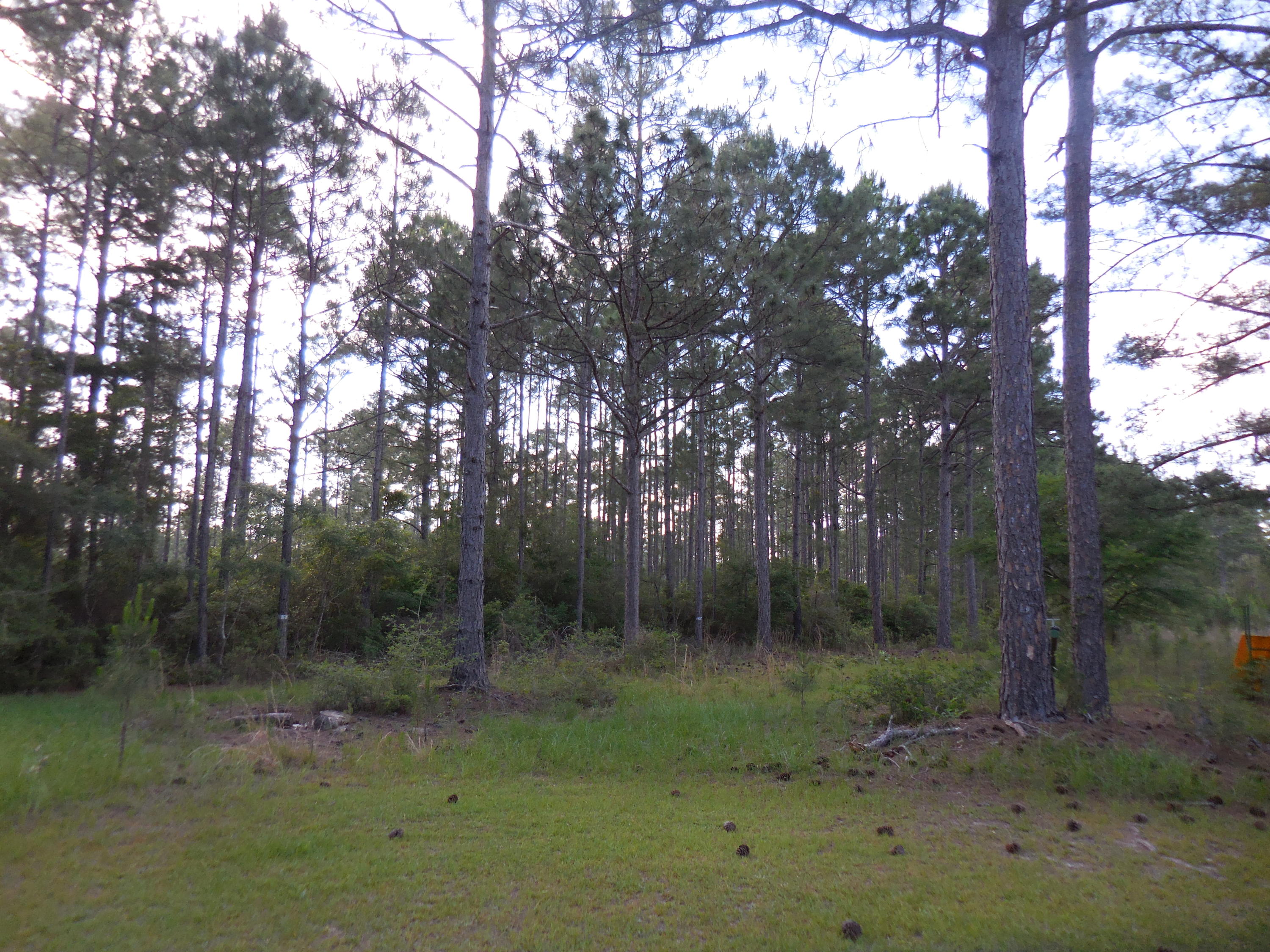 BLACK CREEK area - Residential