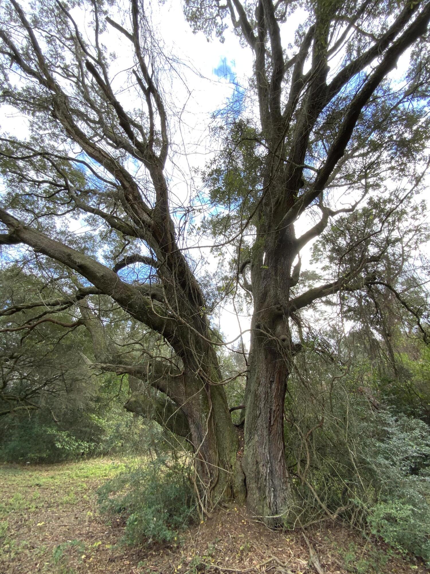 FONTANEL PLACE - Land