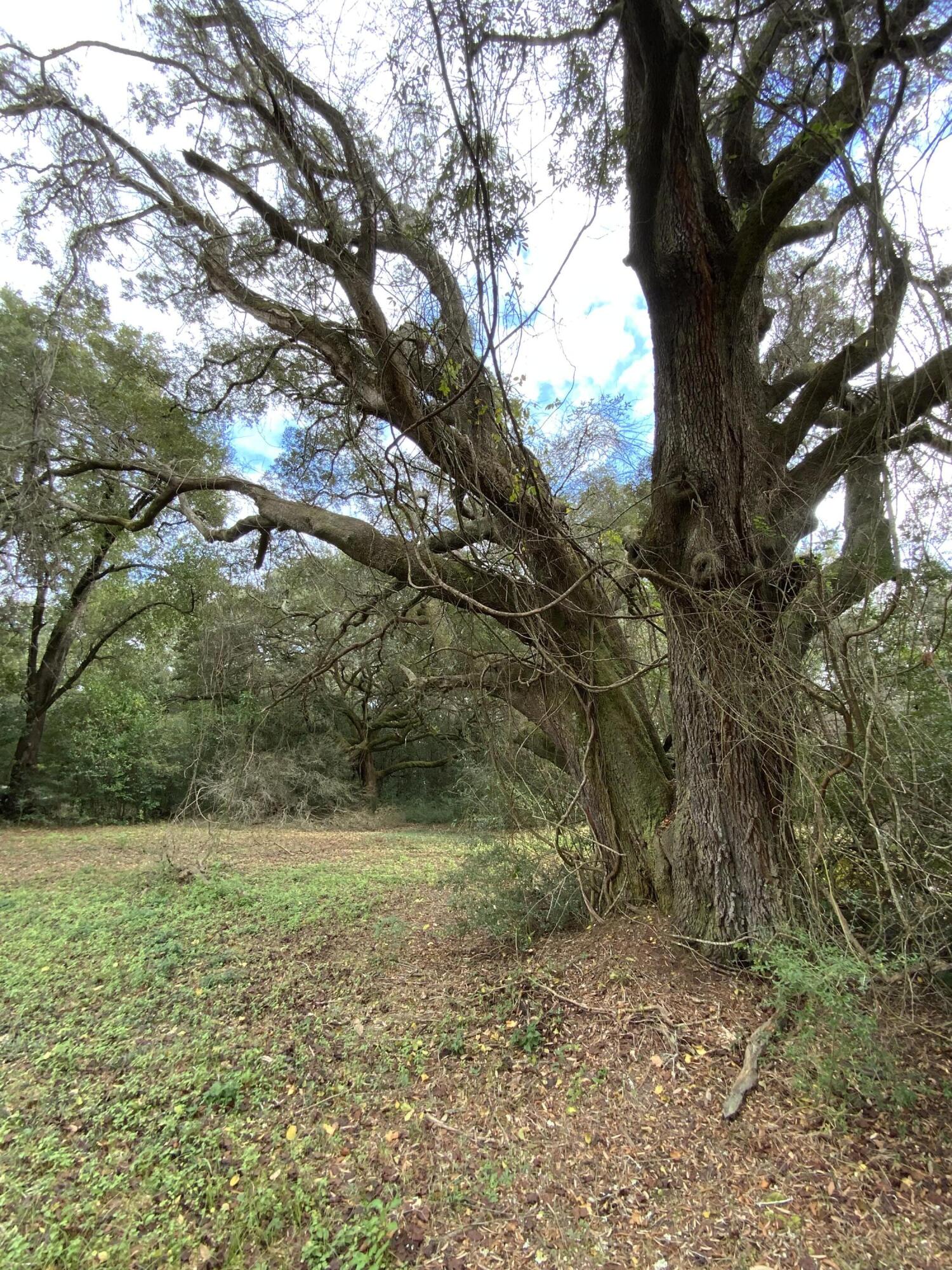 FONTANEL PLACE - Land