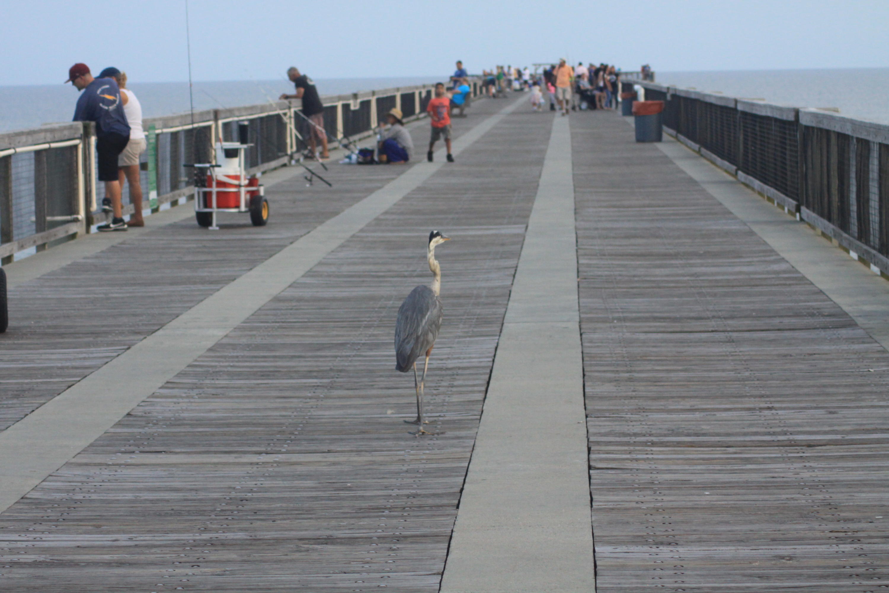 Tigerfoot Townhomes - Residential