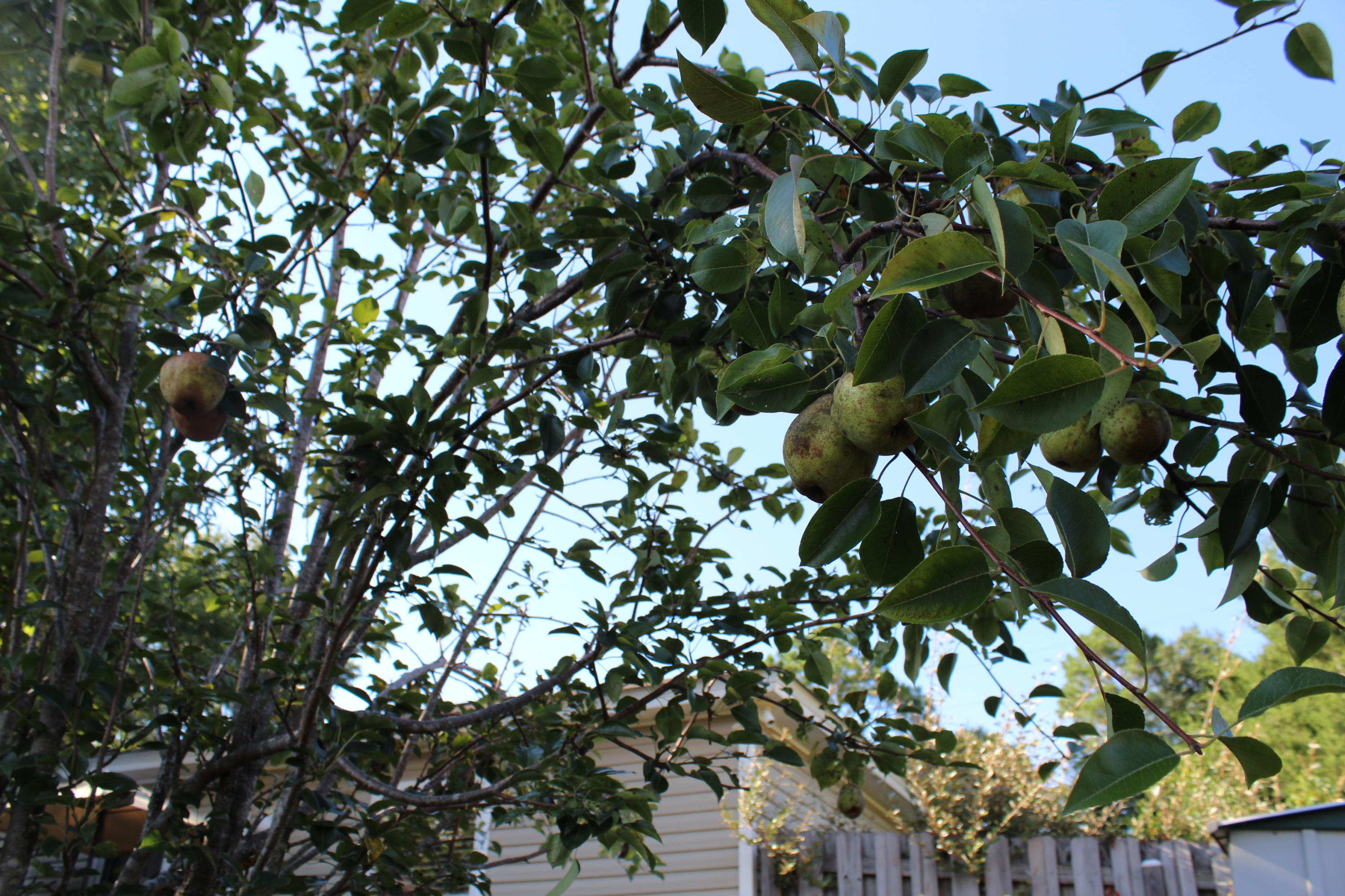 RIDGE CREST PH II - Residential