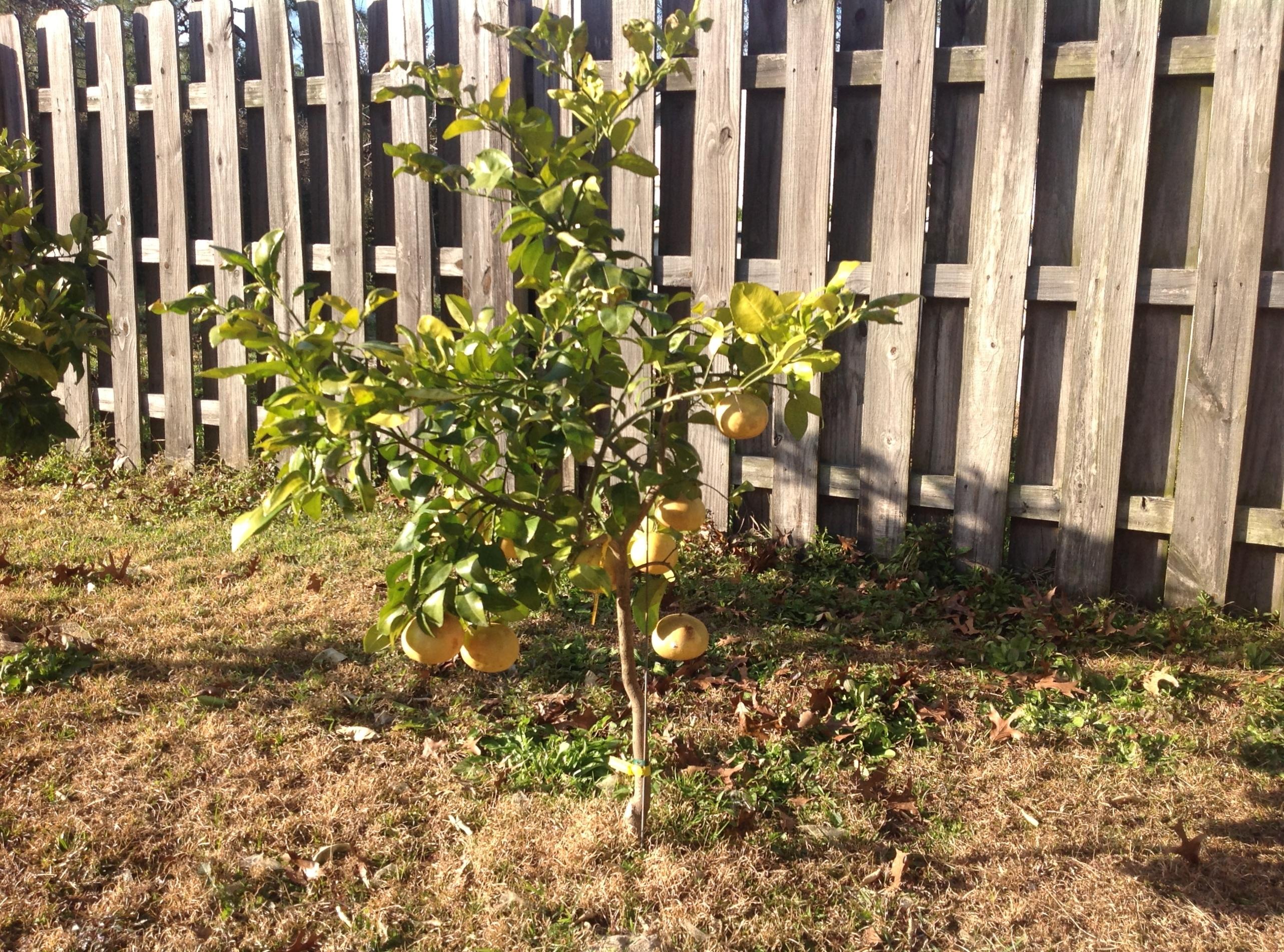 TURKEY-CREEK ESTATES - Residential