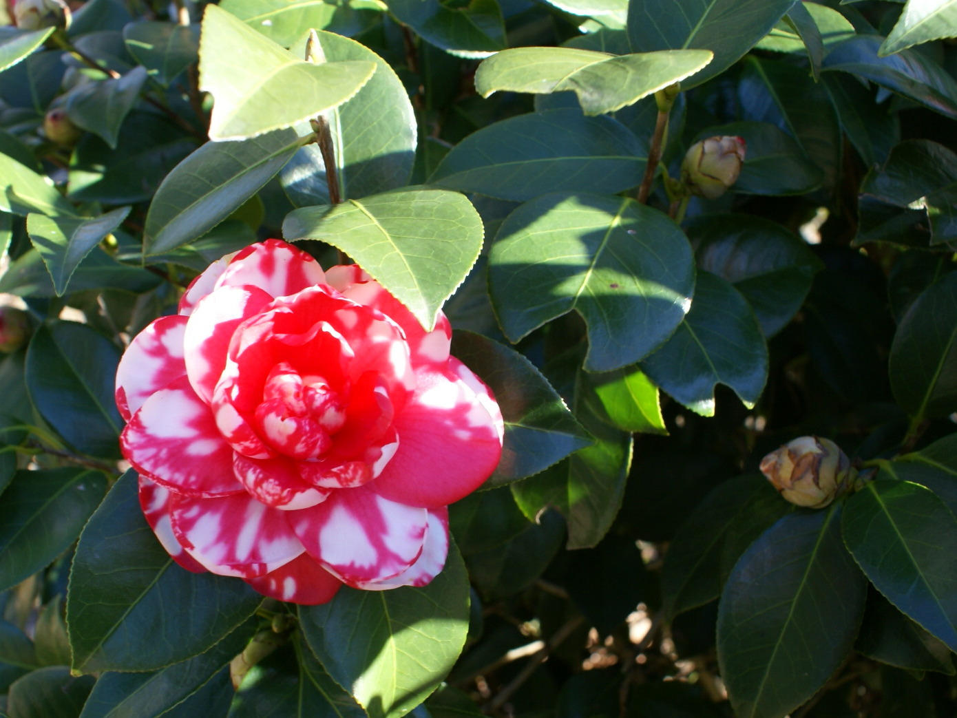 Southeast Crestview - Residential