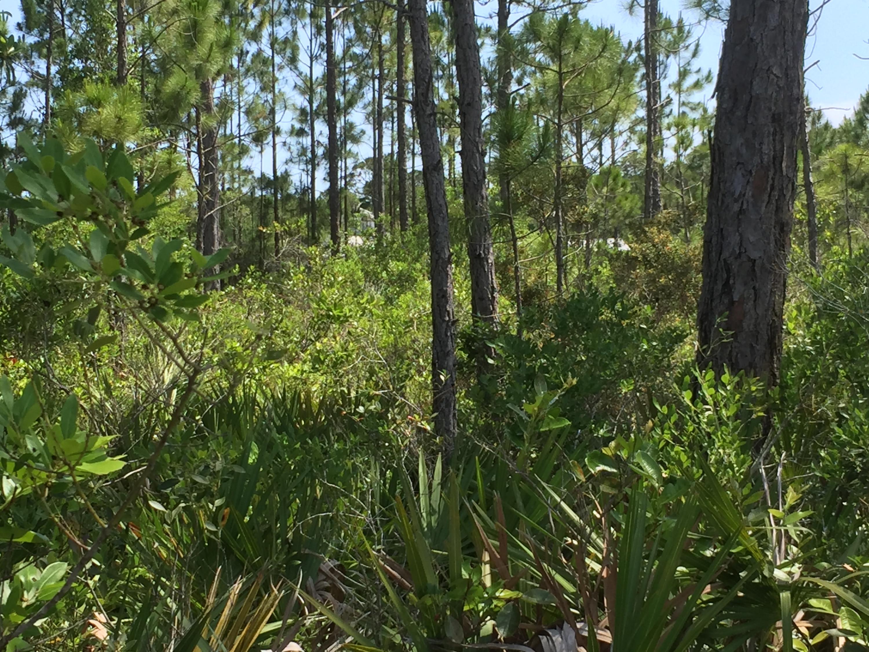 SANTA ROSA PLANTATION - Land