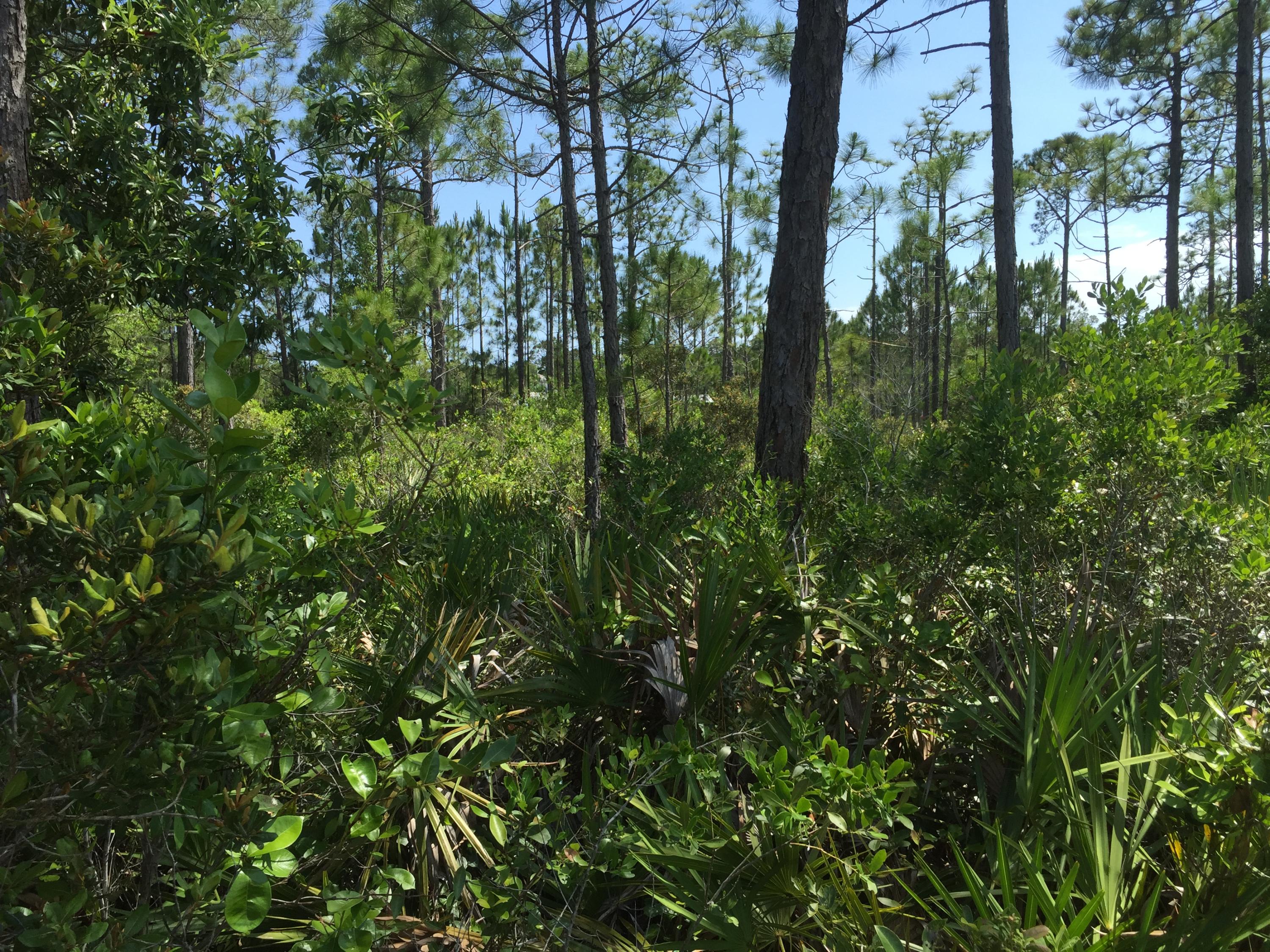 SANTA ROSA PLANTATION - Land