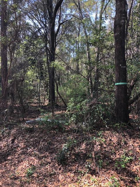 HUNTERS DREAM, NOT FAR FROM TOWN! TWO PARCELS BEING SOLD TOGETHER WITH PAVED ROAD ACCESS, SURROUNDED BY BLACKWATER FOREST. BUILD YOUR WEEKEND RETREAT, HUNTING CAMP, OR NEW HOME ON THIS PEACEFUL SECLUDED SITE!Not far from Blackwater Forest Bone Creek Recreational Park.