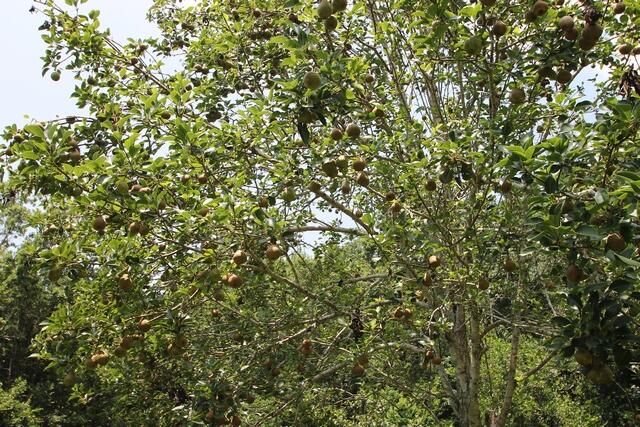 PINECREST ADDN - Residential