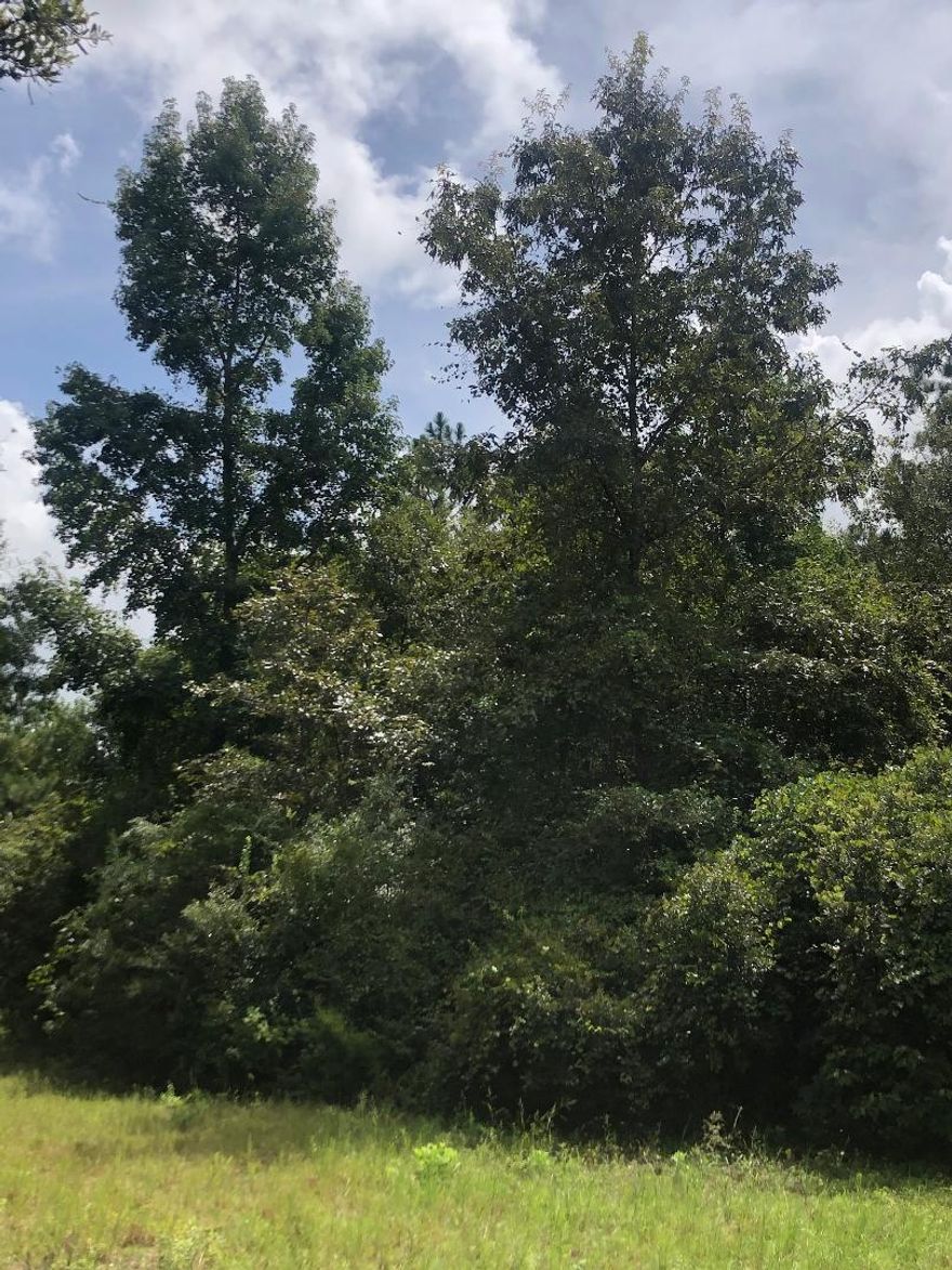 THIS 10 ACRE TRACT HAS COUNTY A MAINTAINED ROAD AND ELECTRICITY AVAILABE. IT IS A PRIVATE WOODED TRACT WITH VERY LITTLE TRAFFIC.THERE WILL BE (2) 10 ACRE TRACTS AVAILABLE SIDE BY SIDE.WILL HAVE A DEED RESTRICTION FOR NO MOBILE HOMES.
