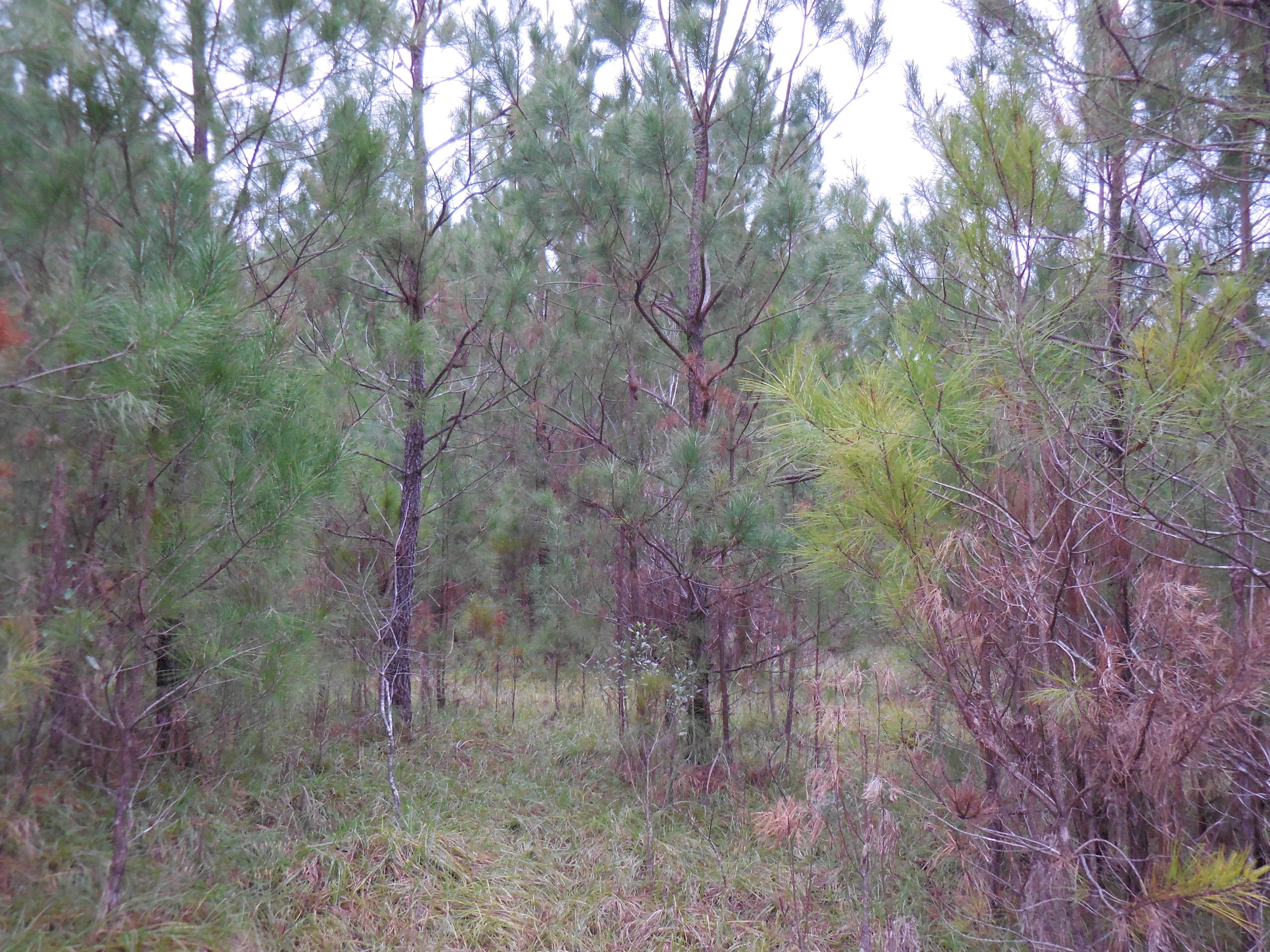 meets and bounds - Residential