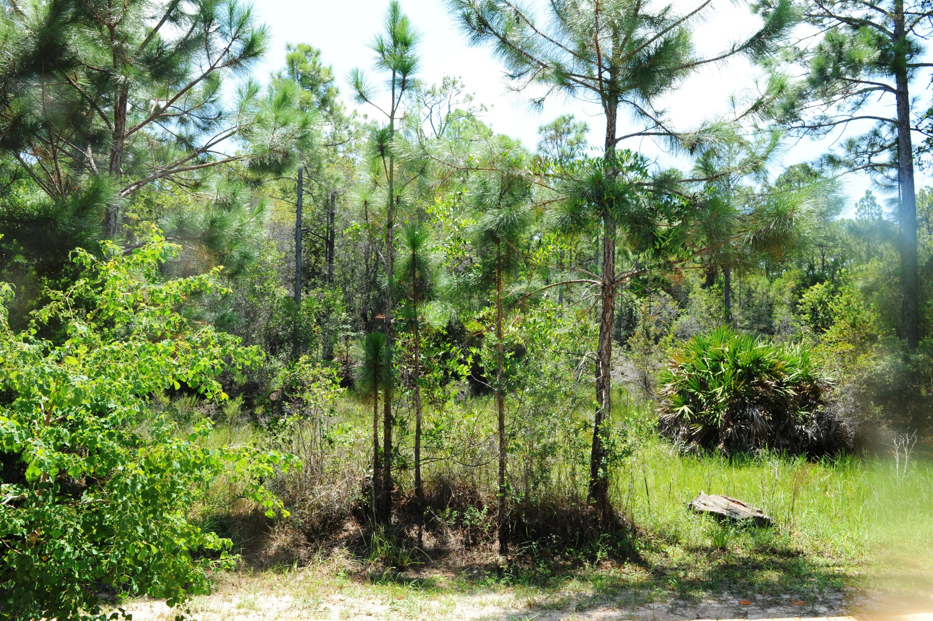 MACK BAYOU PINES S/D - Residential