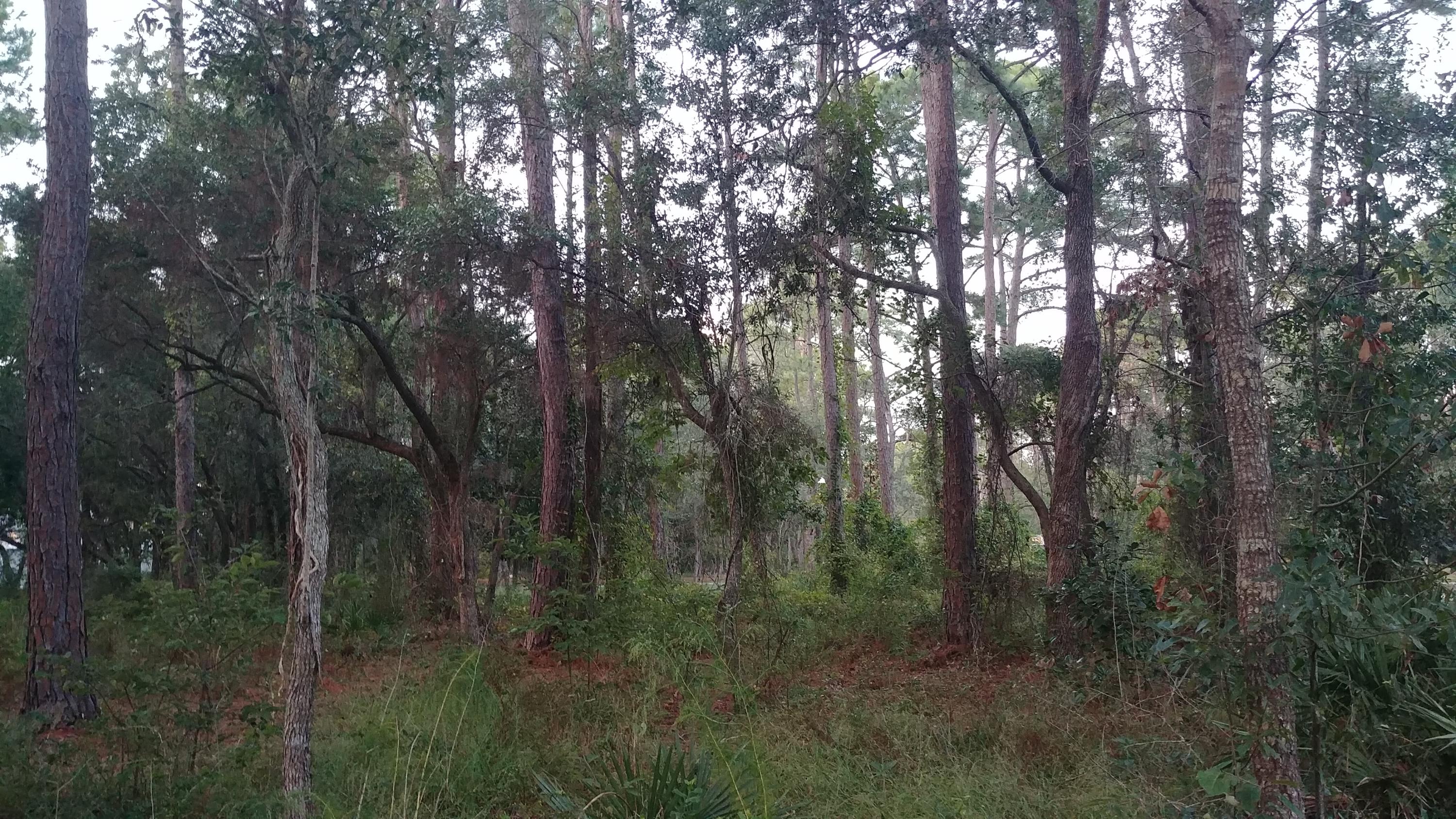 DRIFTWOOD ESTATES - Land