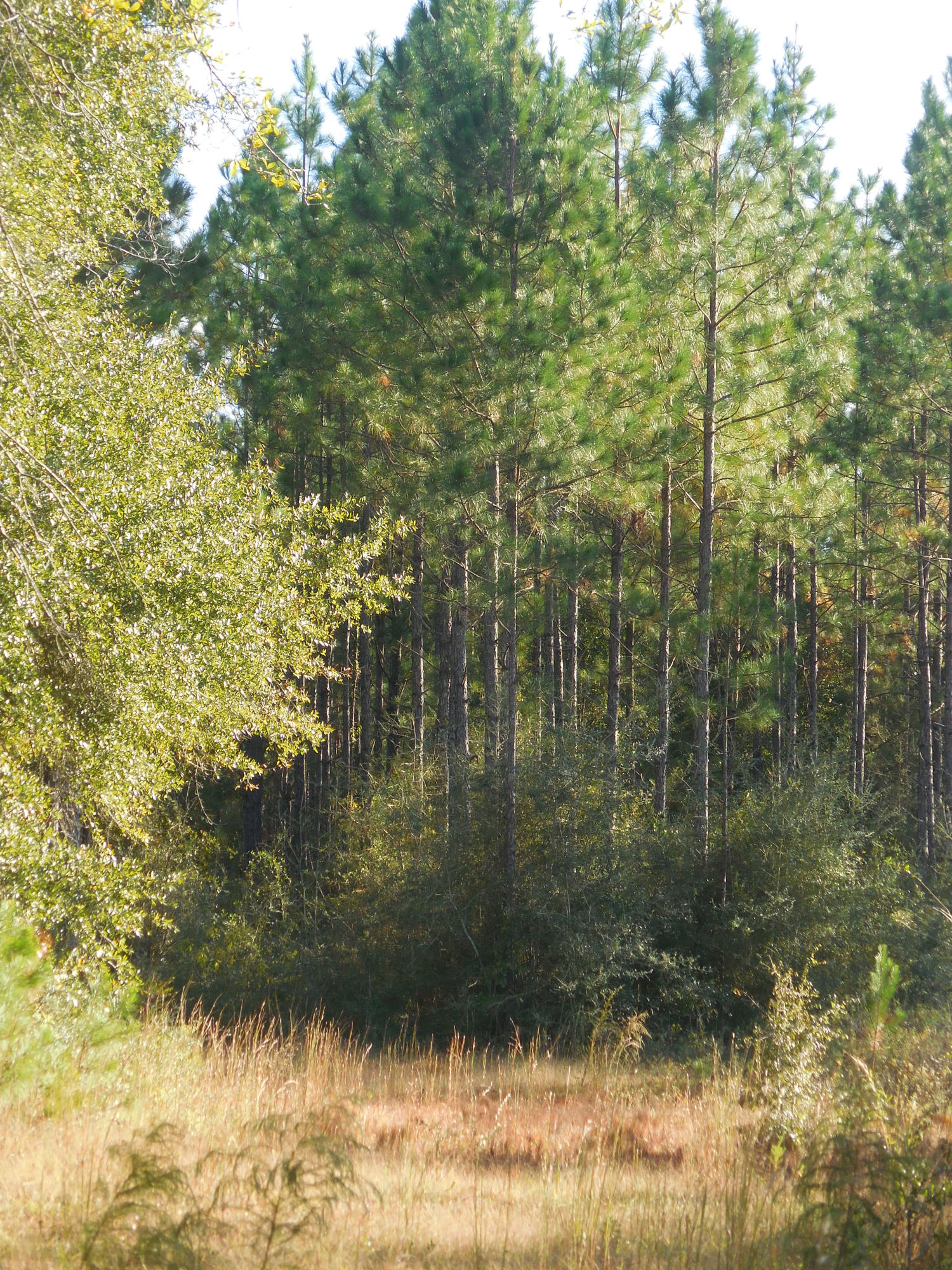 40.5 acres awaits you! Located in the Northwest corner of Walton County you'll find wild berries and plums nestled among the native species of plants and azaleas. Wild turkeys and deer have been seen through out this vacant land. Approximately 15 acres home a planted pine forest. Perhaps a home away from home, camp ground or family weekend site? Electricity, natural gas and city water are available. !WARNING! Must call before you explore the area, as people may hunt or practice shooting in this area.