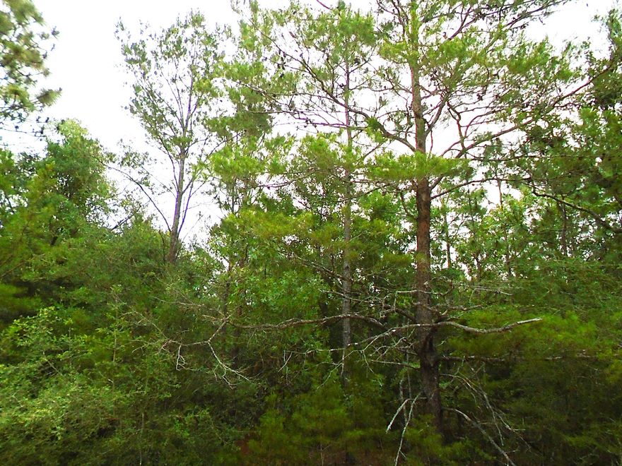 LOCATED IN MOSSY HEAD, THIS 5 ACRES IS EXACTLY WHAT YOU HAVE BEEN LOOKING FOR! PAVED ROAD FRONTAGE, CENTRALLY LOCATED TO EGLIN AFB, CRESTVIEW, NICEVILLE, AND DEFUNIAK - THIS PROPERTY GIVES YOU THE OPPORTUNITY TO HAVE YOUR OWN SPACE BUT JUST A 20 MINUTE DRIVE TO ALL THE MAJOR AREAS! NO RESTRICTIONS ALLOW YOU TO BUILD YOUR DREAM HOME OR MOBILES ALLOWED. PROPERTY HAS MOSSY HEAD WATER AVAILABLE.