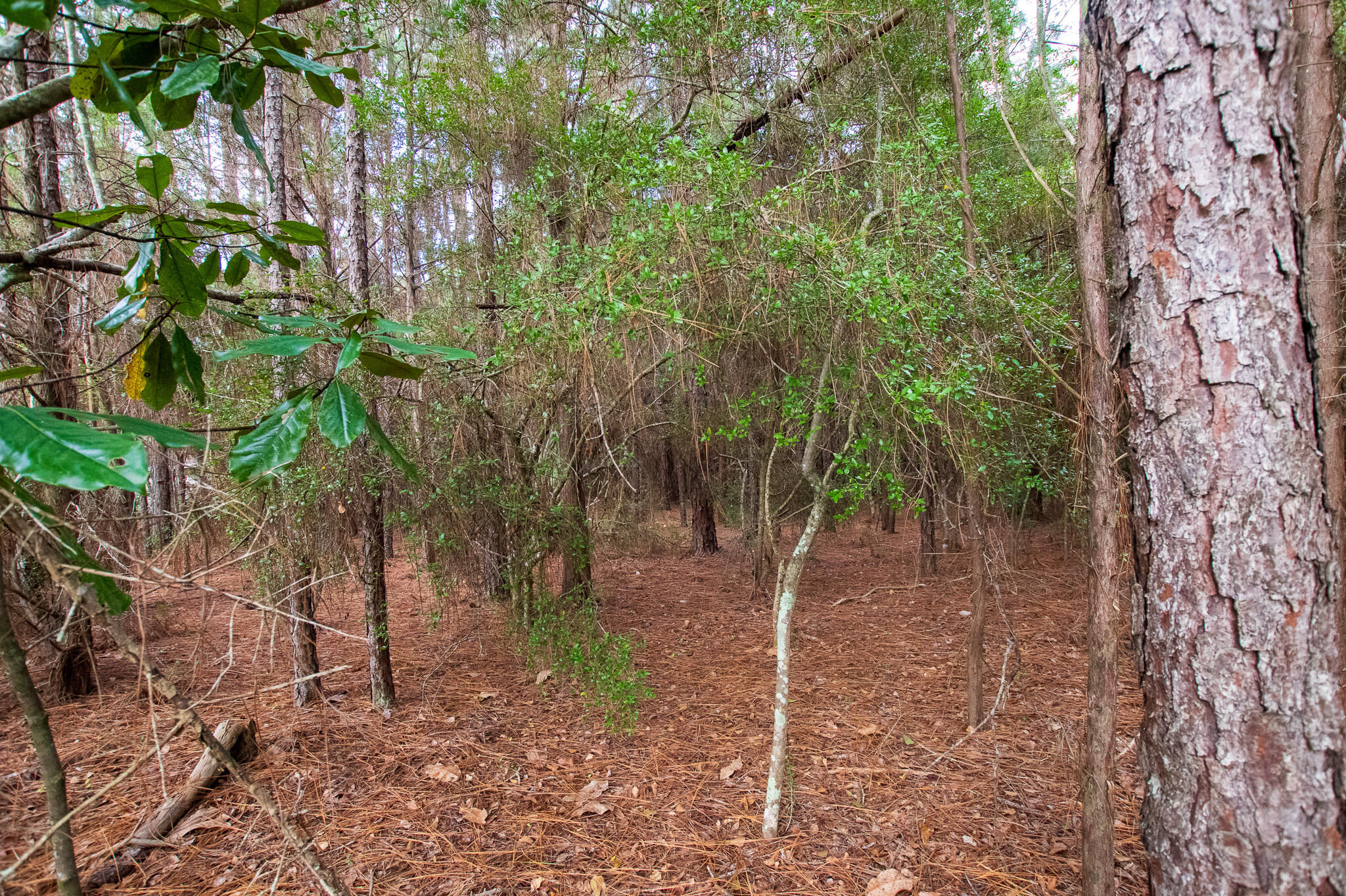 Ten Lakes Estate - Land