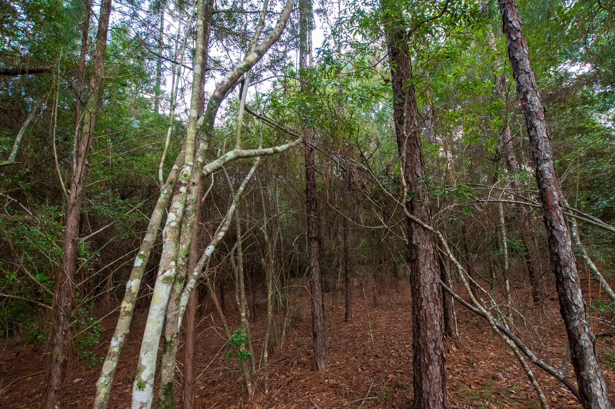 Ten Lakes Estate - Land