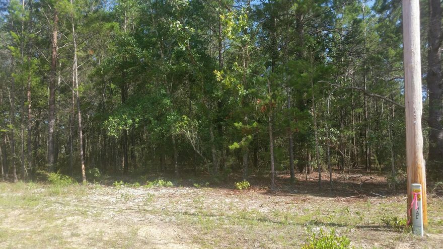 Beautiful wooded lot located in Mossy head just minuets away form Hwy 285/Interstate exchange. Lot measurements subject to an up to date survey.