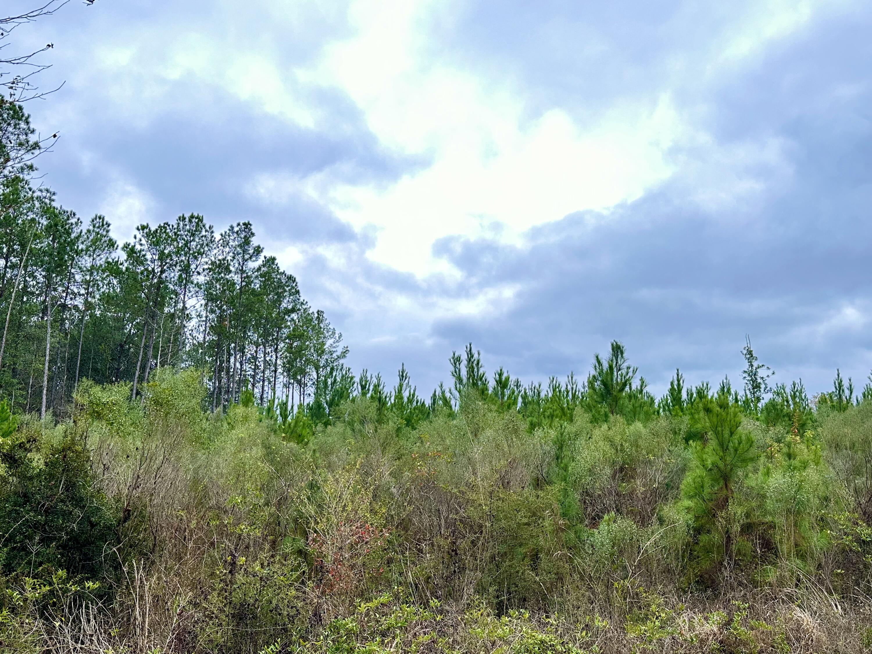 Dream Location for Country Living or Hunters Paradise either way you won't want to miss this opportunity! This Beautiful 74.88+/- Acres of prime land on a corner lot on Dirt rd White RD. and open creek Rd. Power may be available from white rd. Bring your build plans, hunting gear, Horses and ATVS LOCATION LOCATION!!!! This Property has Easy Access to Panama City Beaches I-10, Hwy 79, Hwy 81, and Hwy 90.
