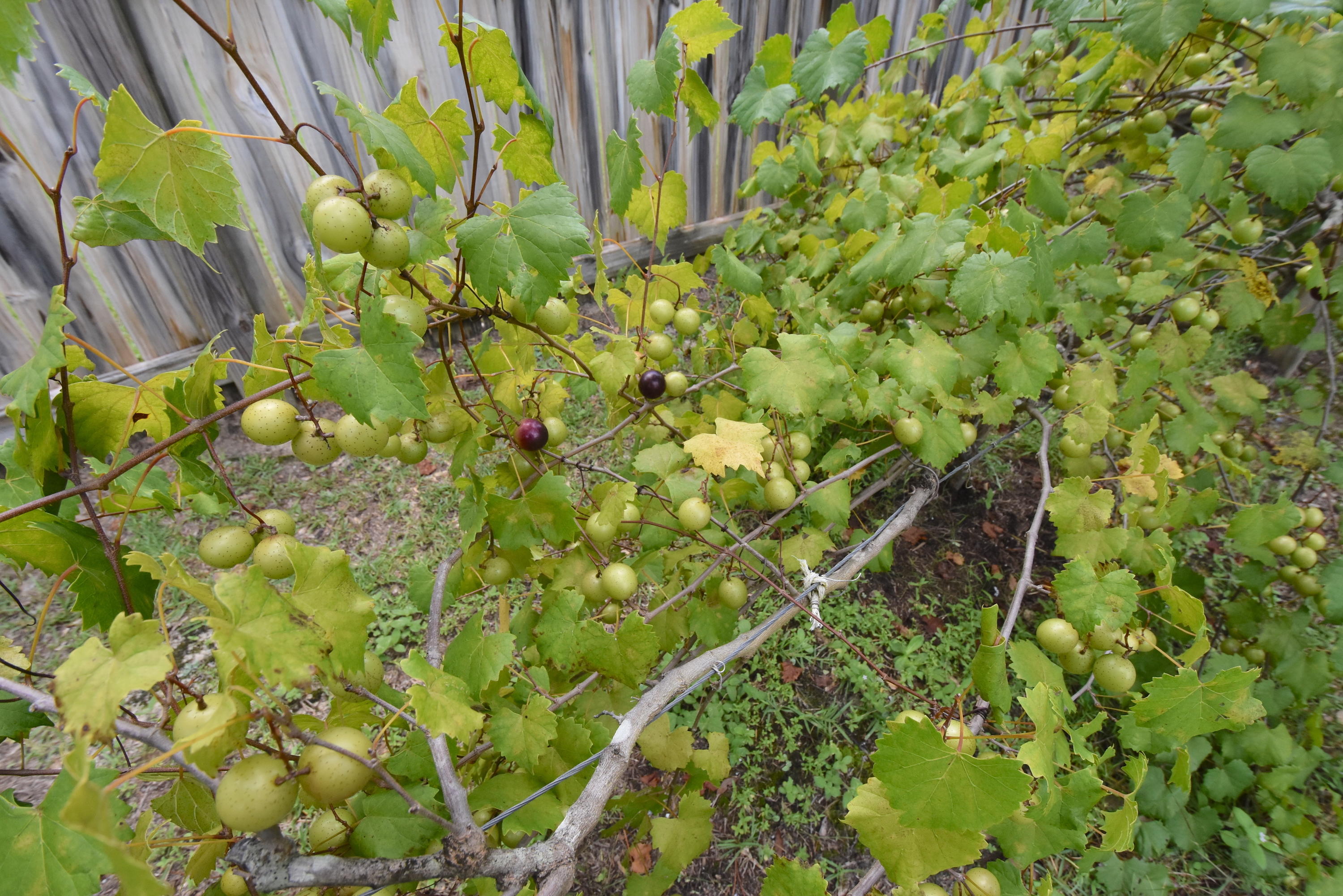 Metes and Bounds - Residential