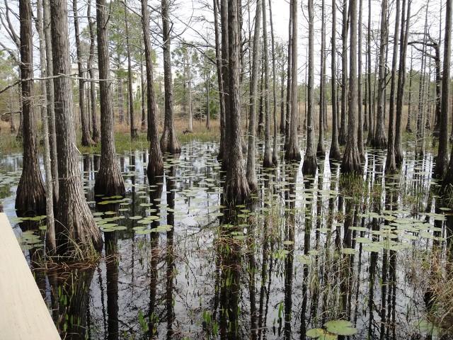 BEACHVIEW WOODS PH 2 - Land