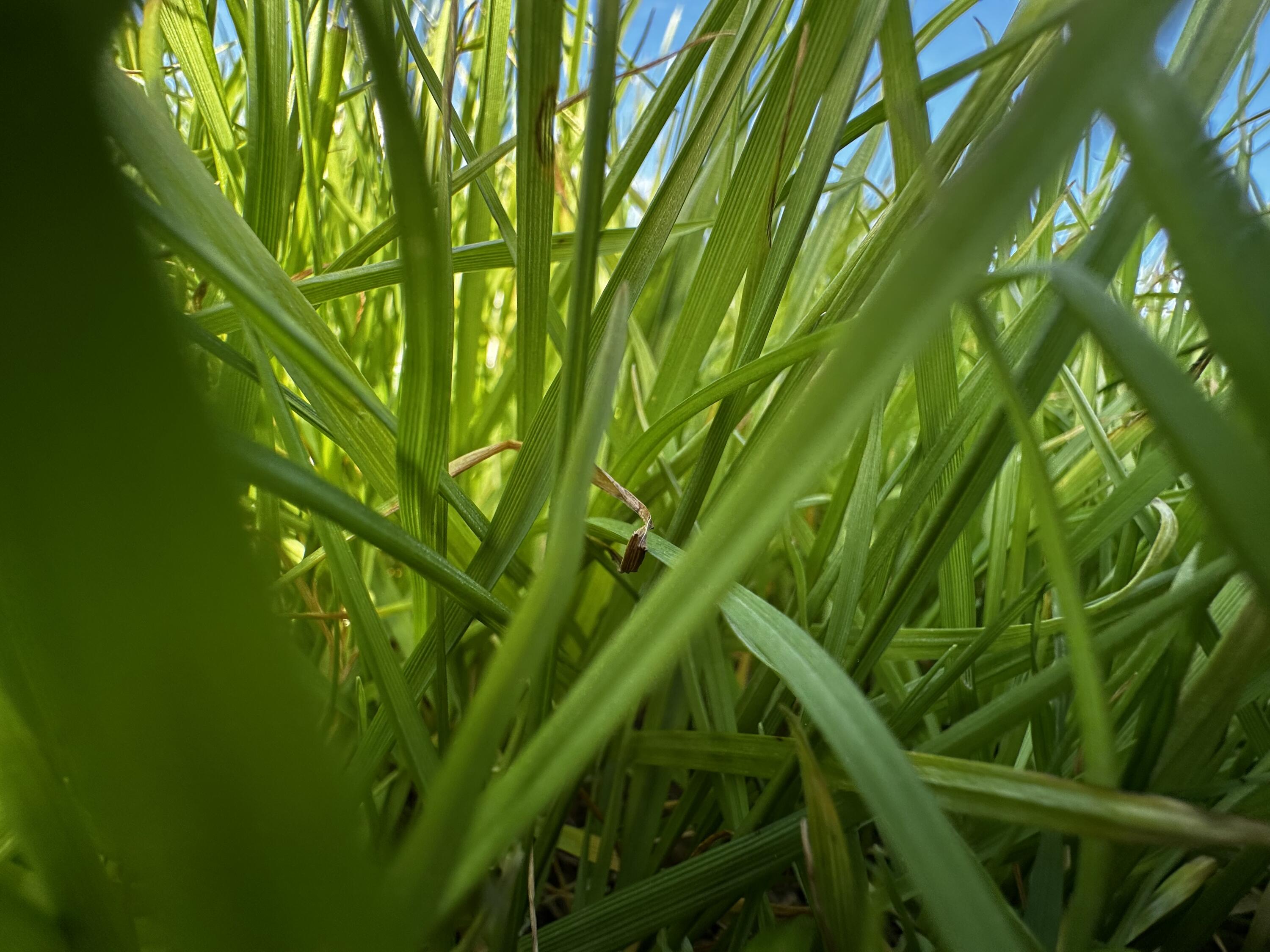 NO RECORDED SUBDIVISION - Land