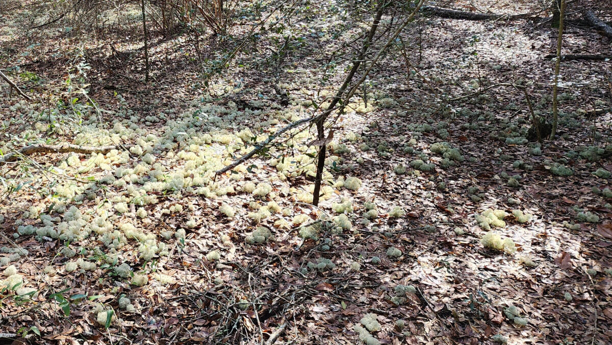 METES & BOUNDS - Land