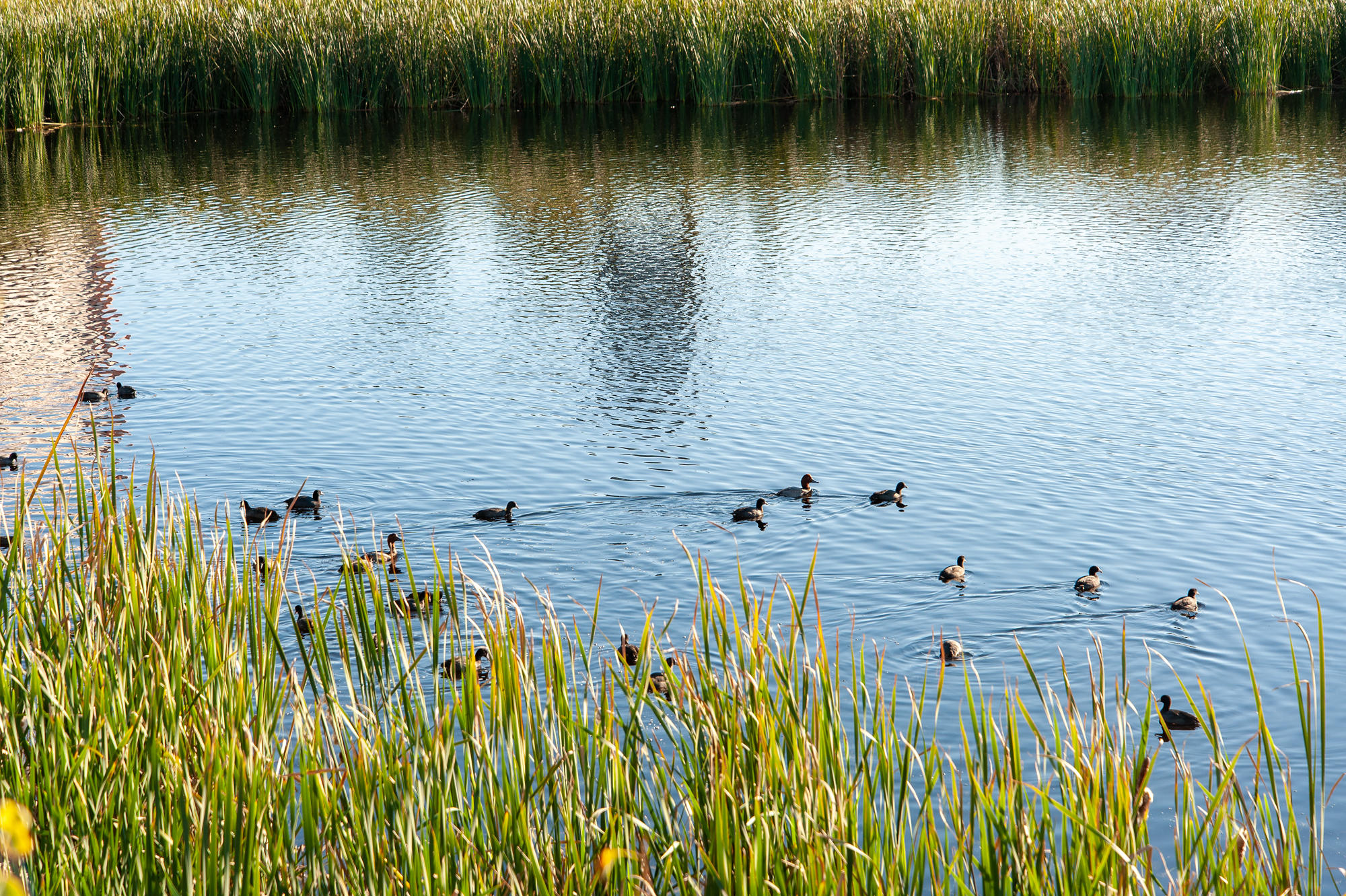 MAGNOLIA HOUSE - Residential