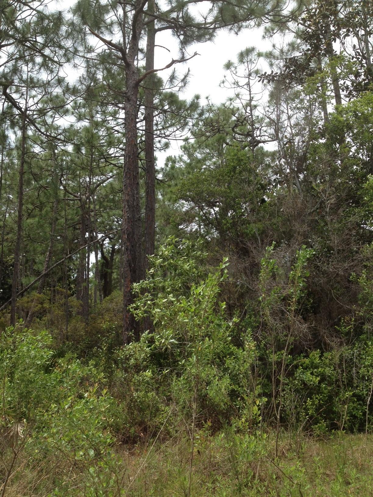 Gulf Shore Manor - Land