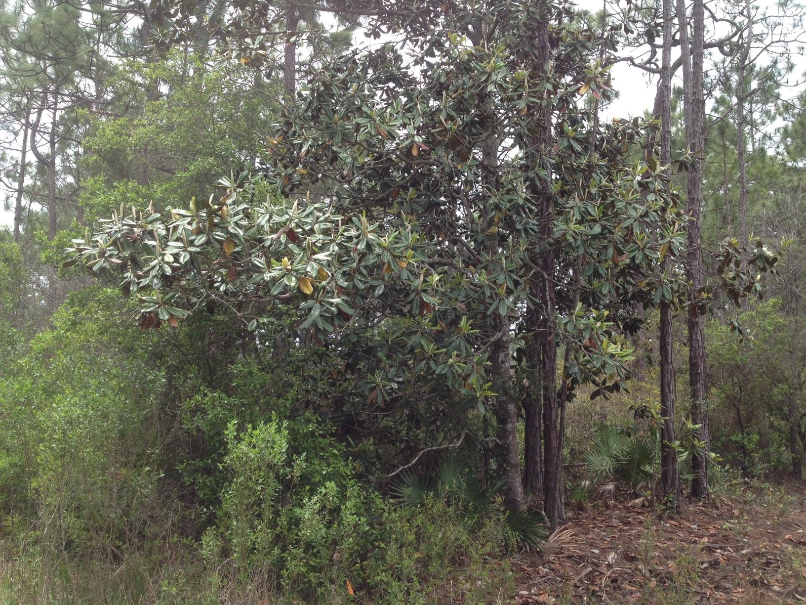 Gulf Shore Manor - Land