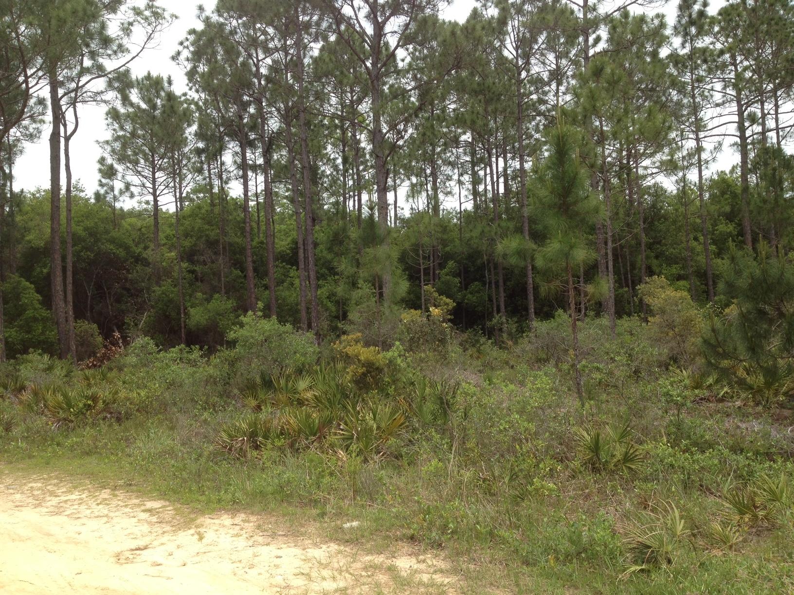 Gulf Shore Manor - Land